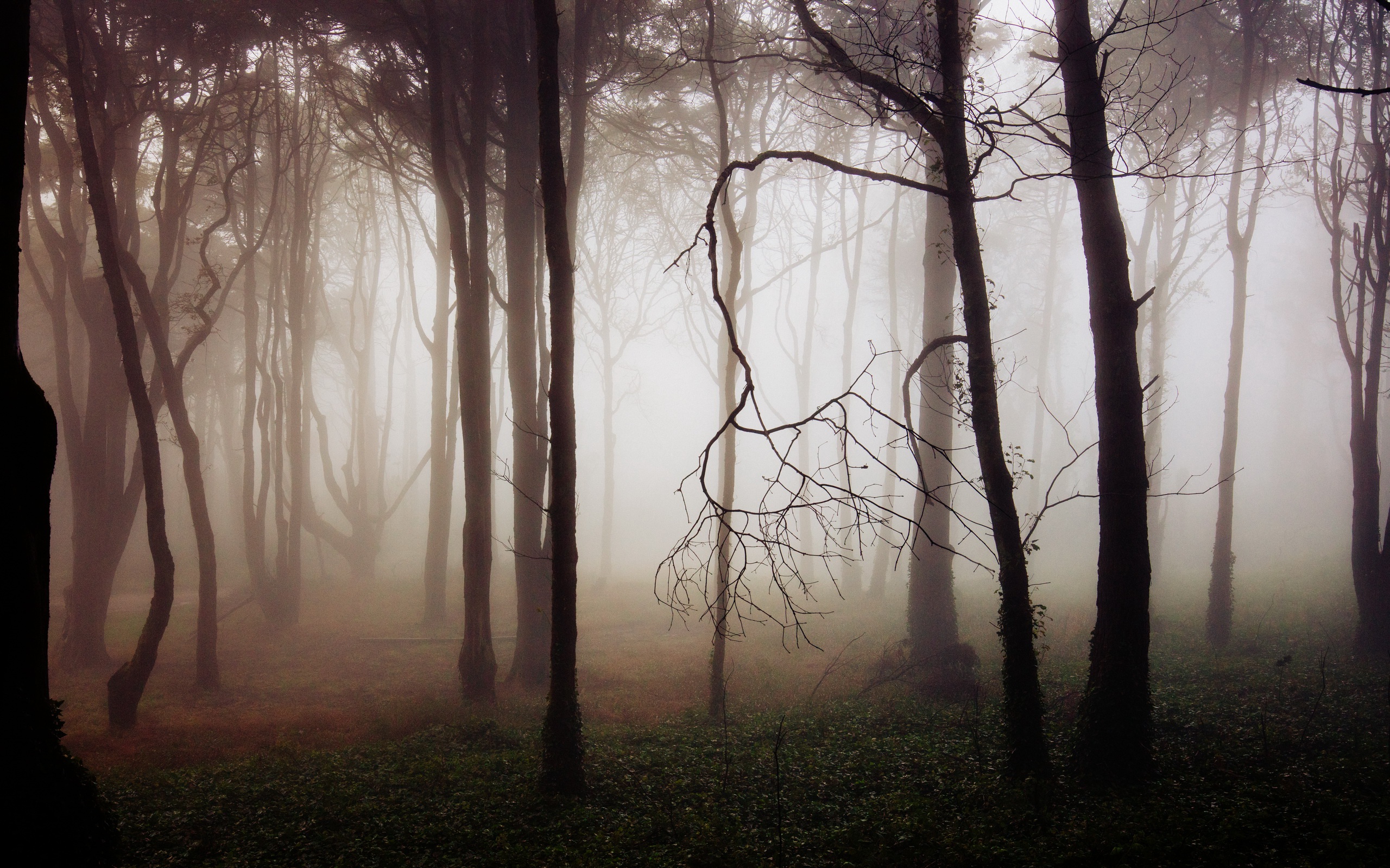 Страшное дерево в тумане