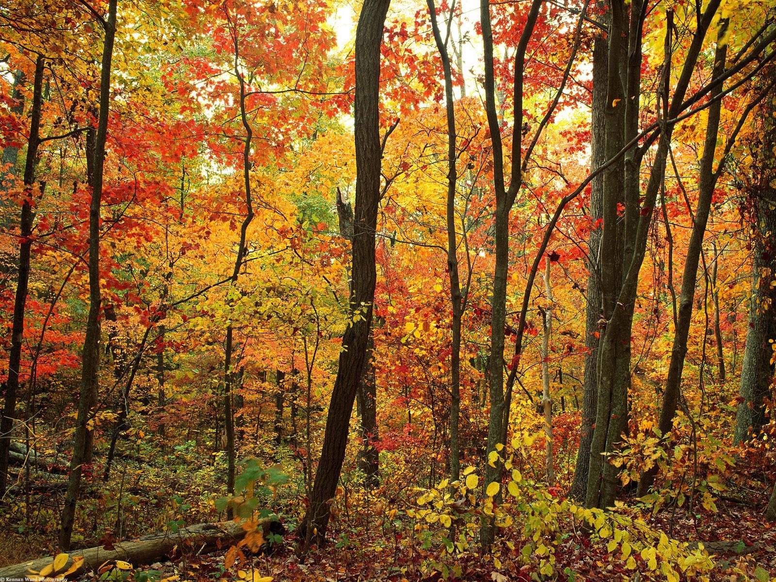 PCデスクトップに木の葉, 自然, 木, 森林, 森, 葉, 秋画像を無料でダウンロード