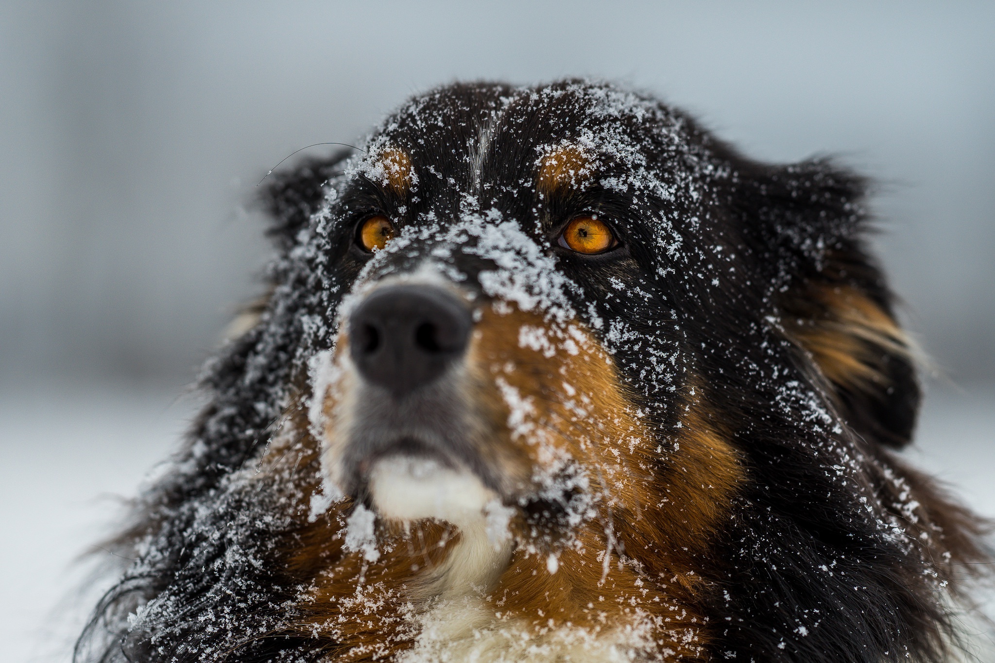 Собака в снегу