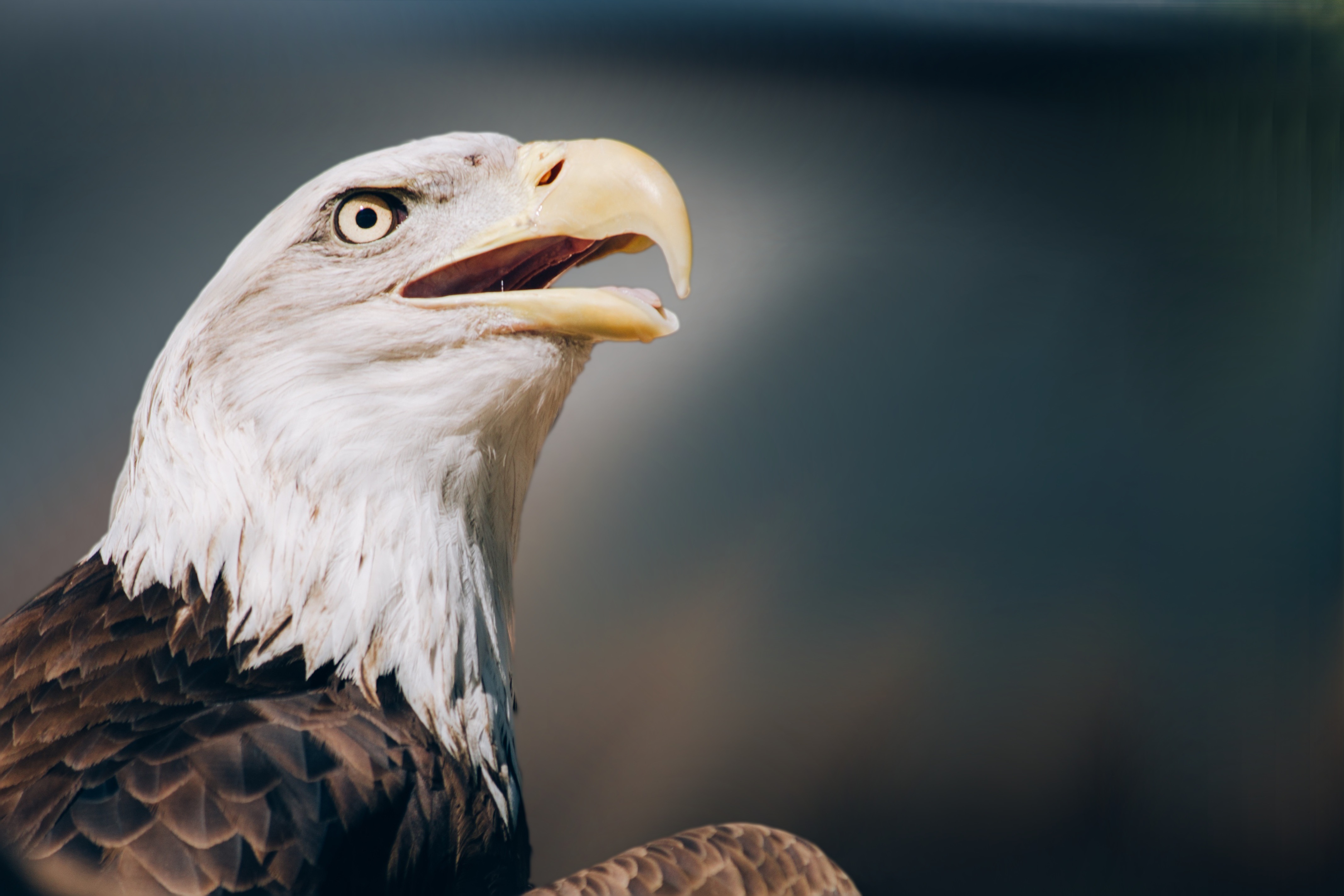 Free download wallpaper Animals, Head, Bald Eagle, White Headed Eagle, Beak, Eagle on your PC desktop