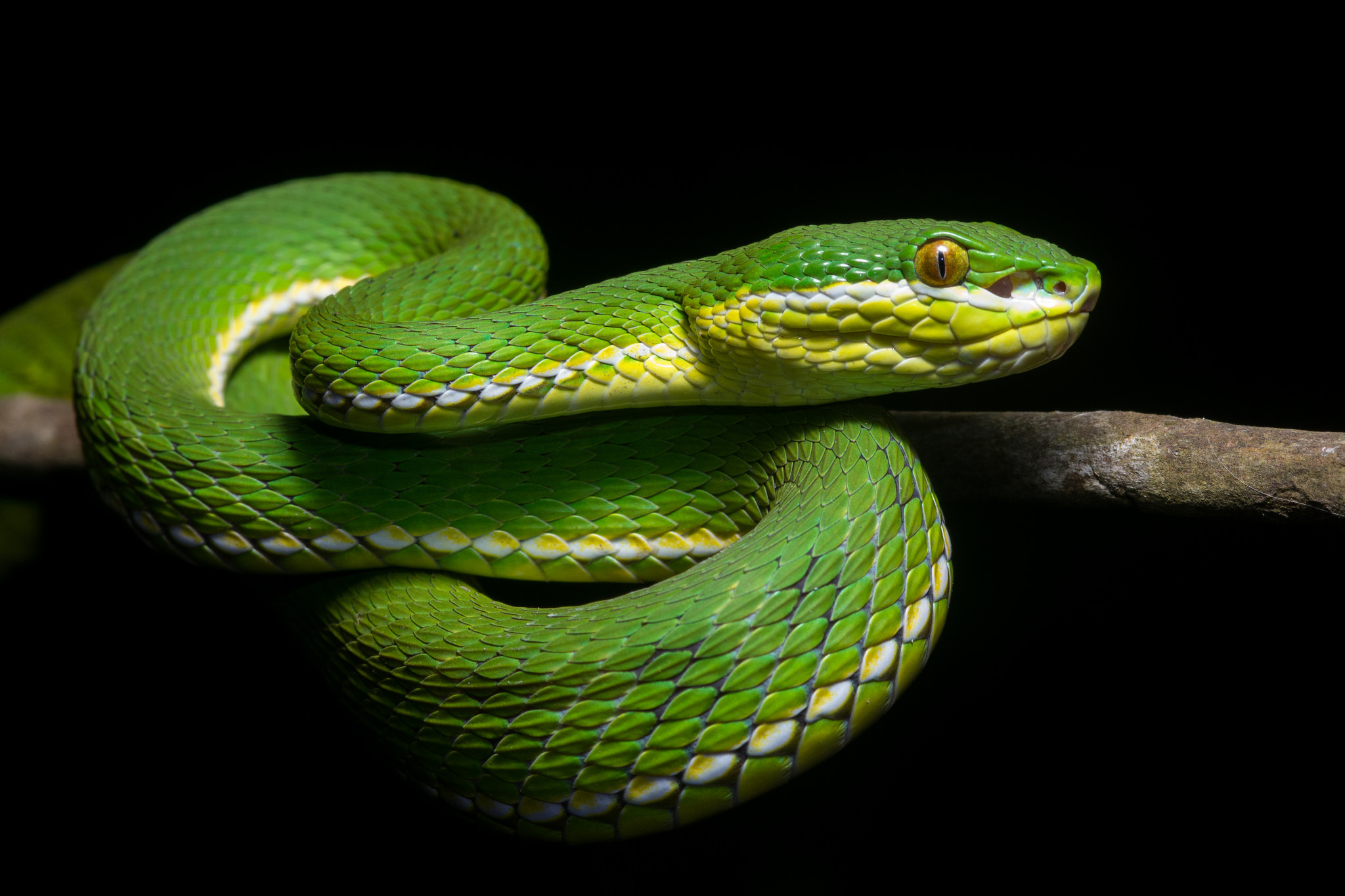 Зеленая змейка