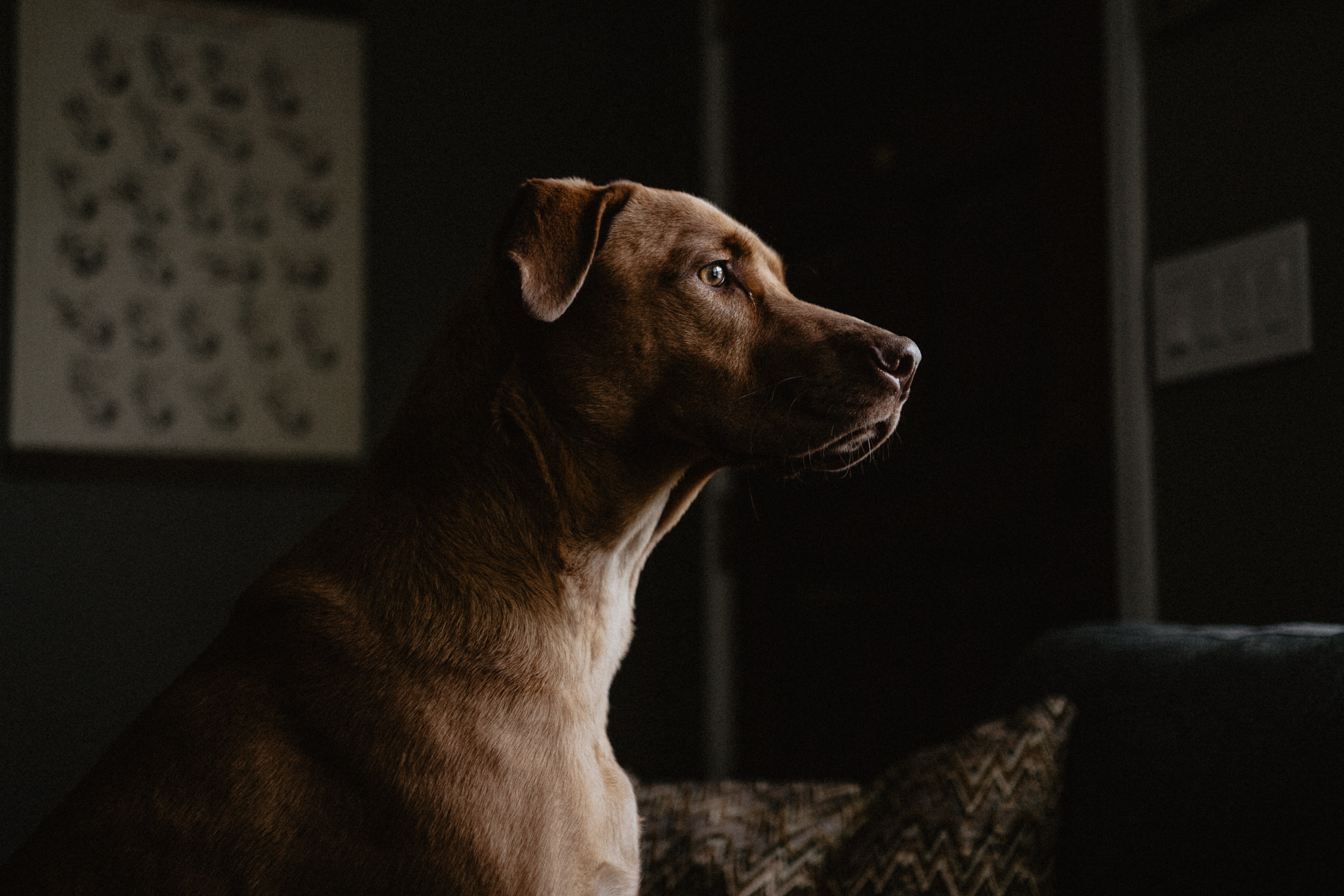 Download mobile wallpaper Dog, Profile, Animals, Pet, Labrador for free.