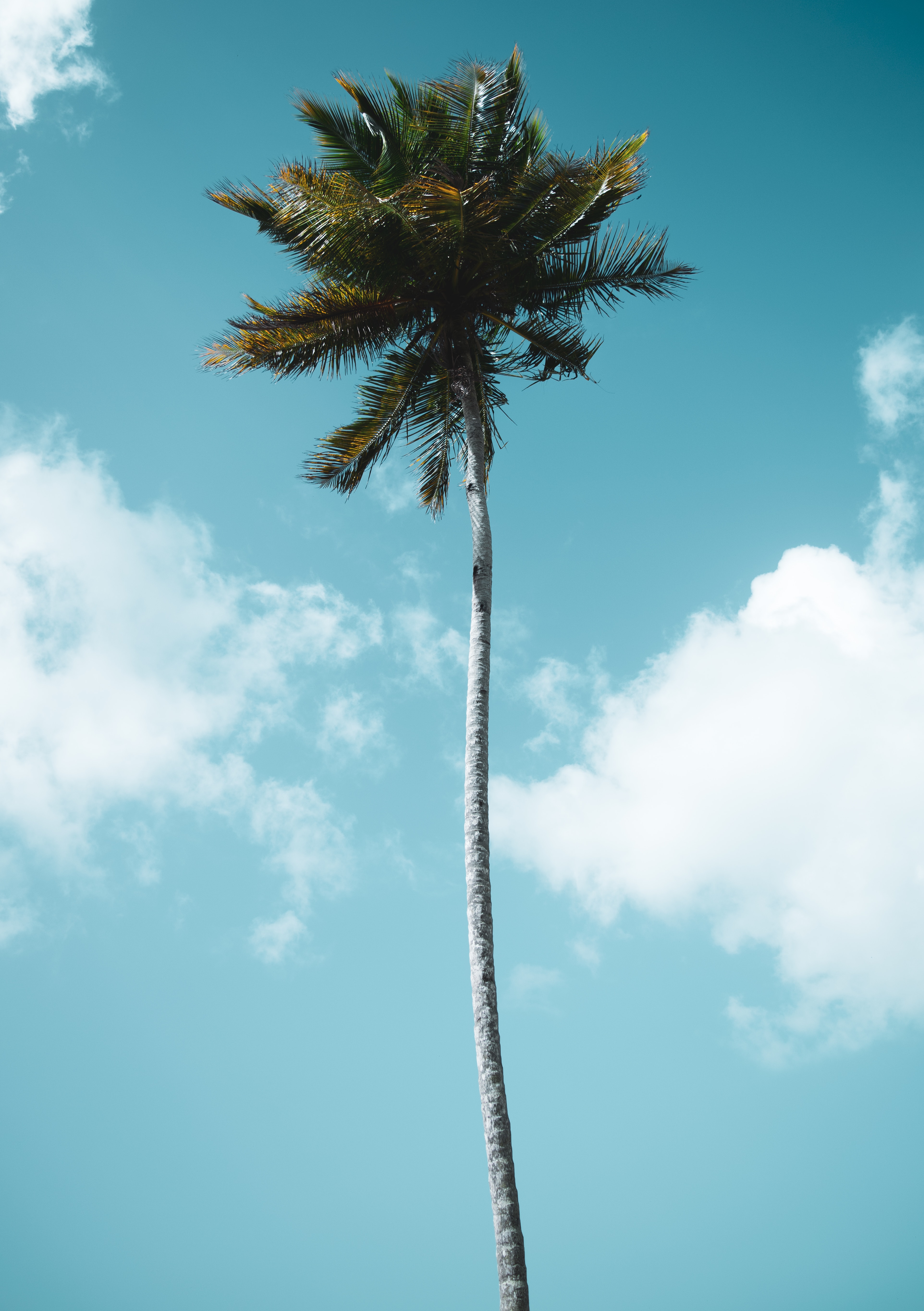 Laden Sie das Holz, Baum, Palm, Natur, Sky, Clouds, Palme, Tropen-Bild kostenlos auf Ihren PC-Desktop herunter