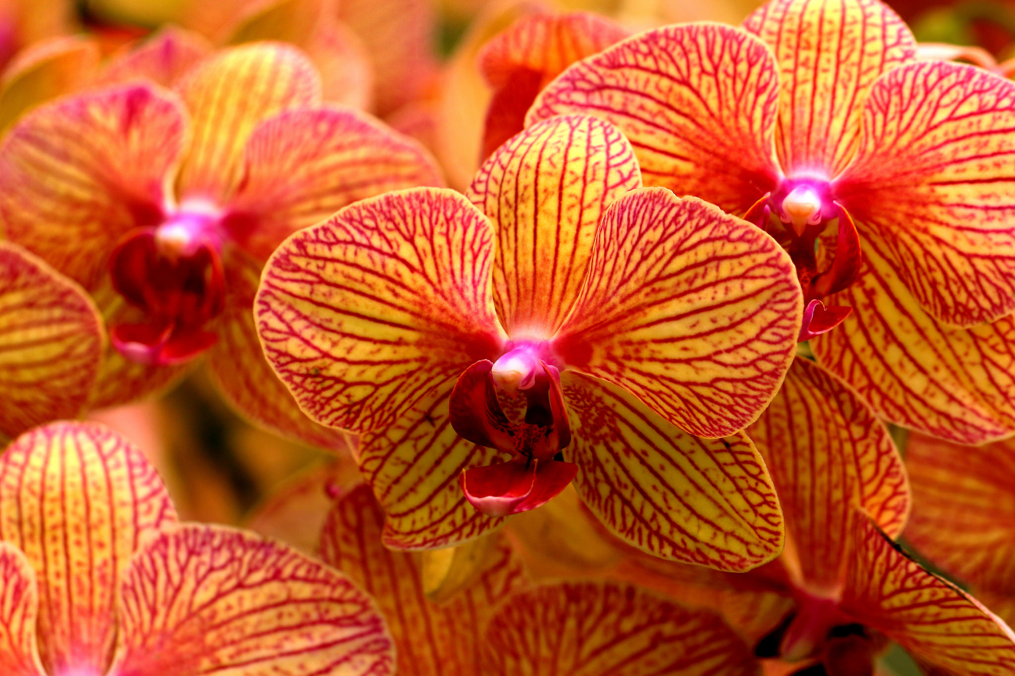 Рыжая Орхидея фаленопсис