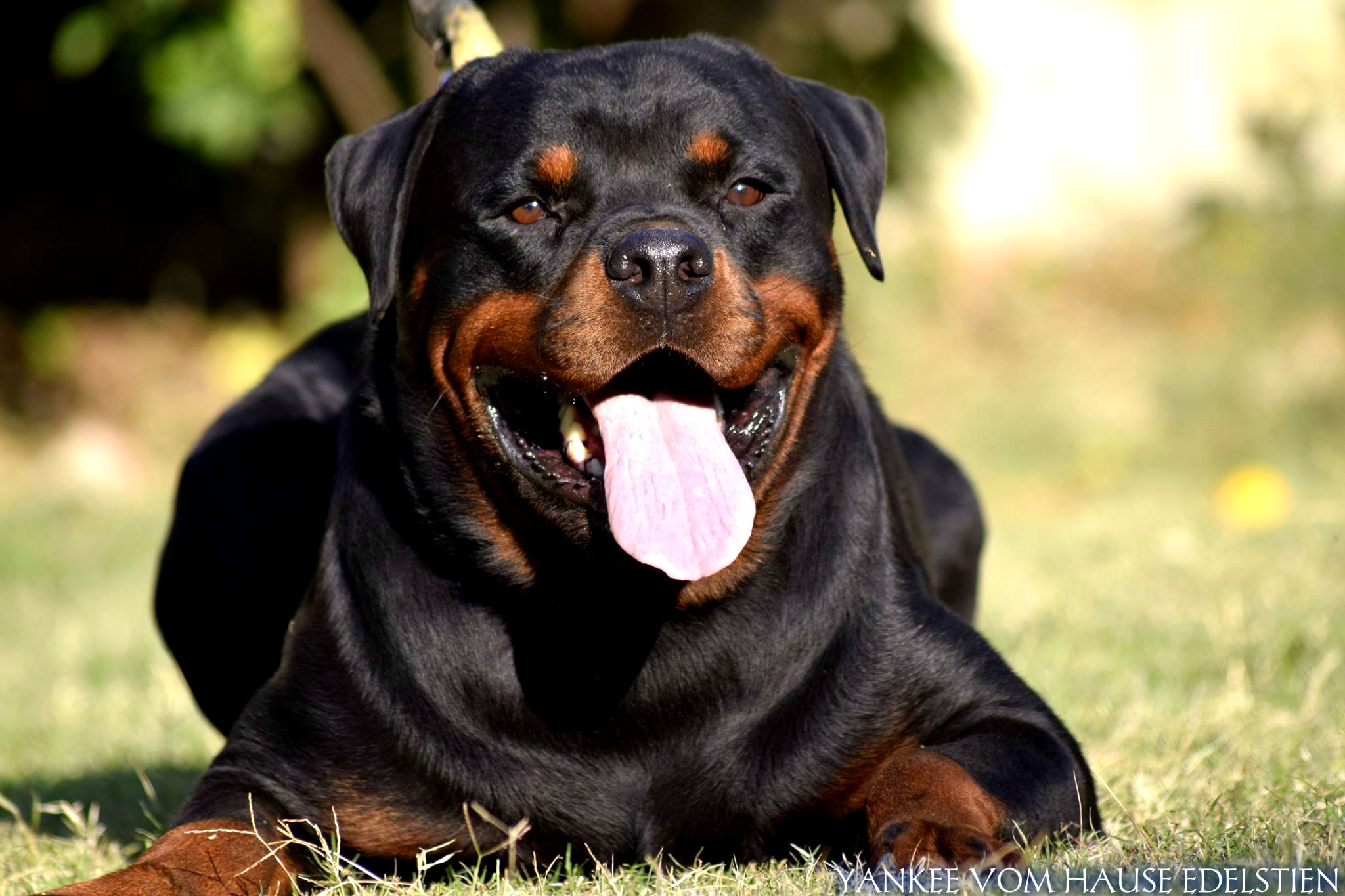 PC Wallpapers  Rottweiler