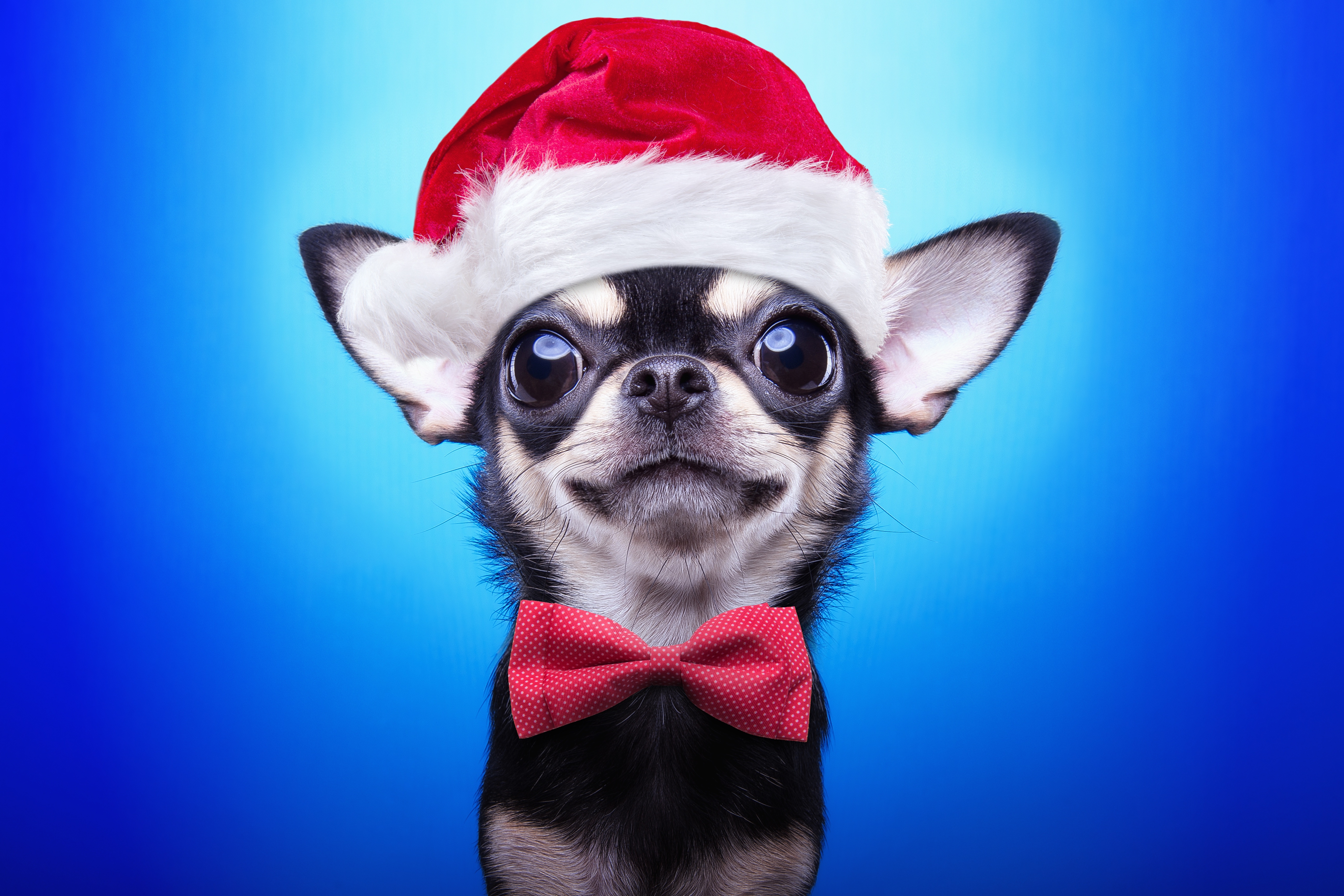 dogs, animal, chihuahua, bow tie, dog, santa hat Smartphone Background