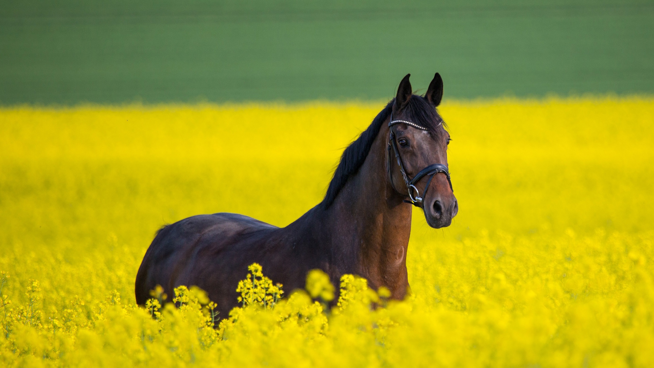 Желтая лошадь