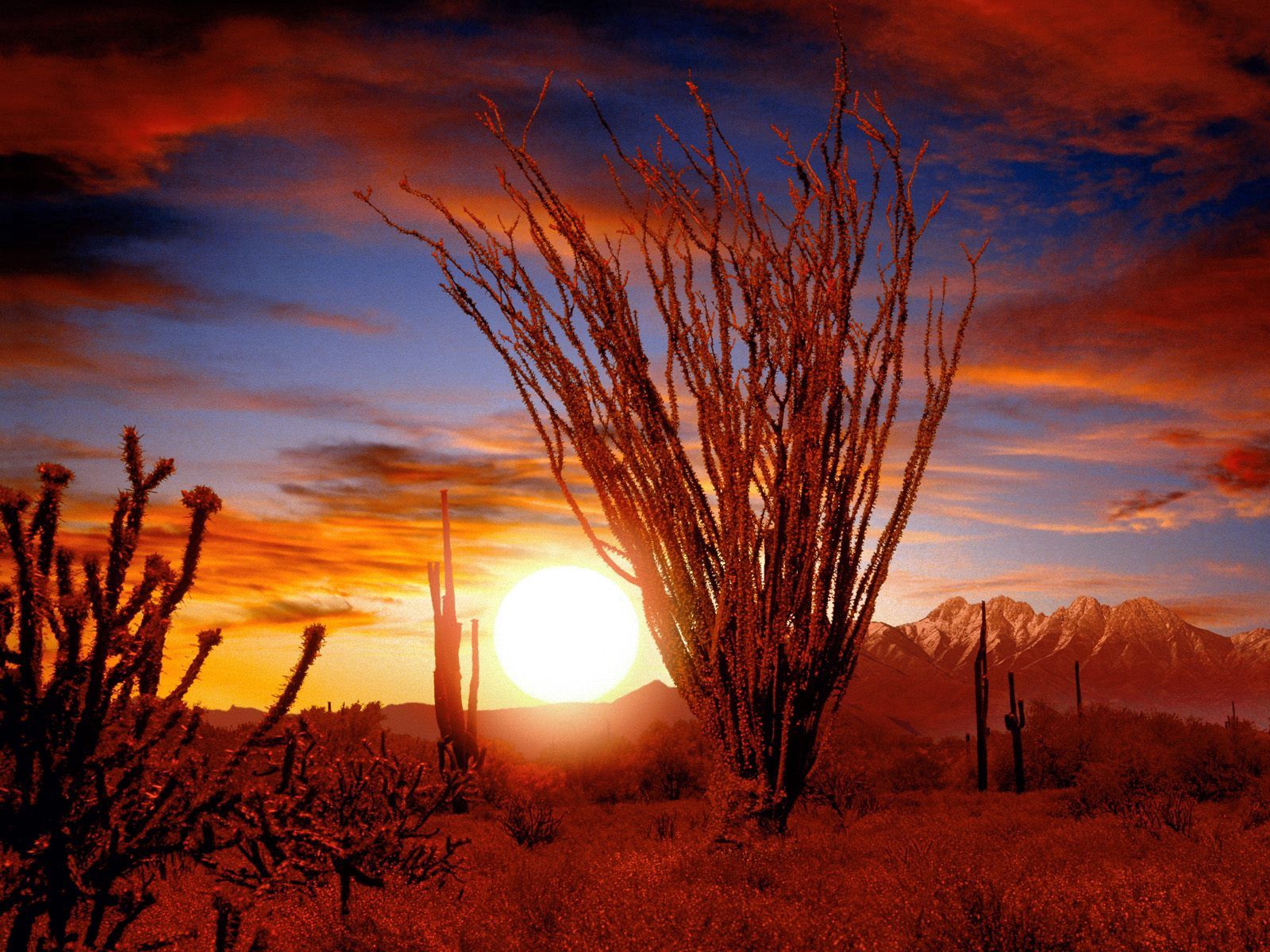 nature, sunset, sun, desert, bush, vegetation, thorns, prickles 1080p