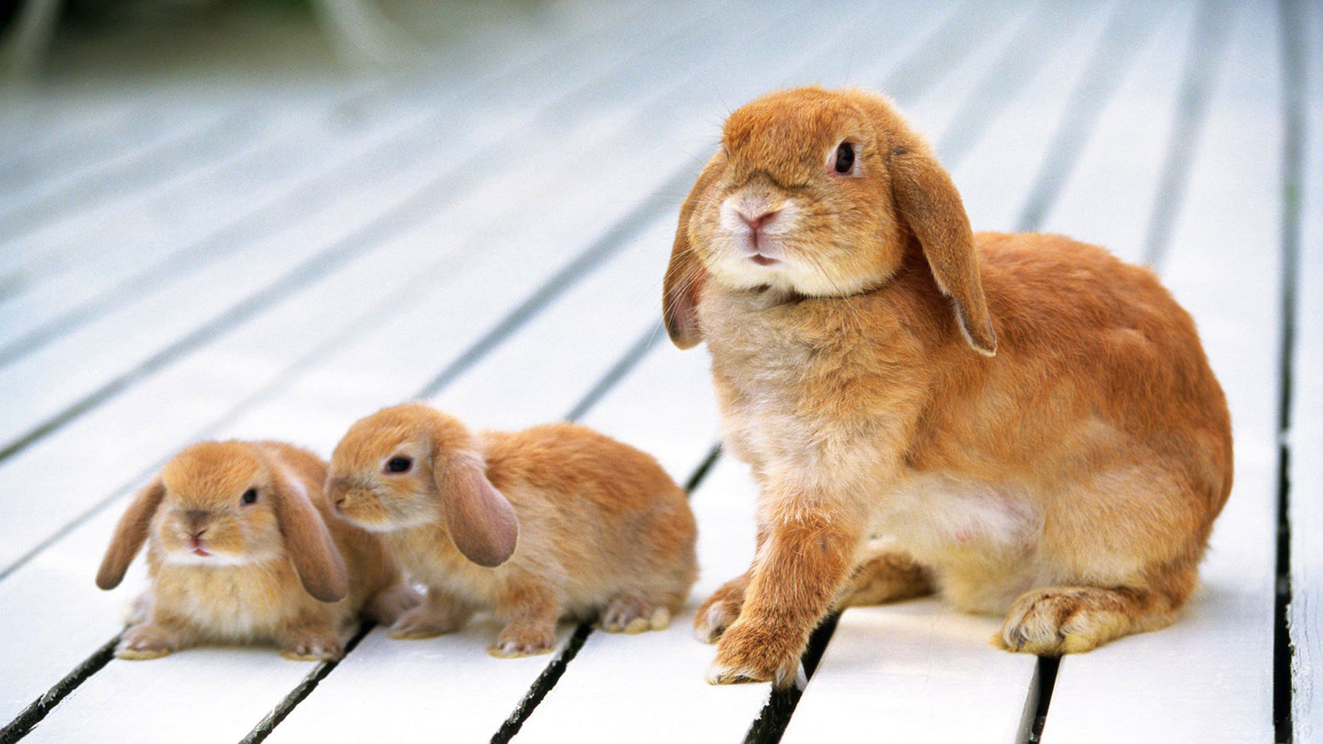 animals, young, cubs, rabbit, floors