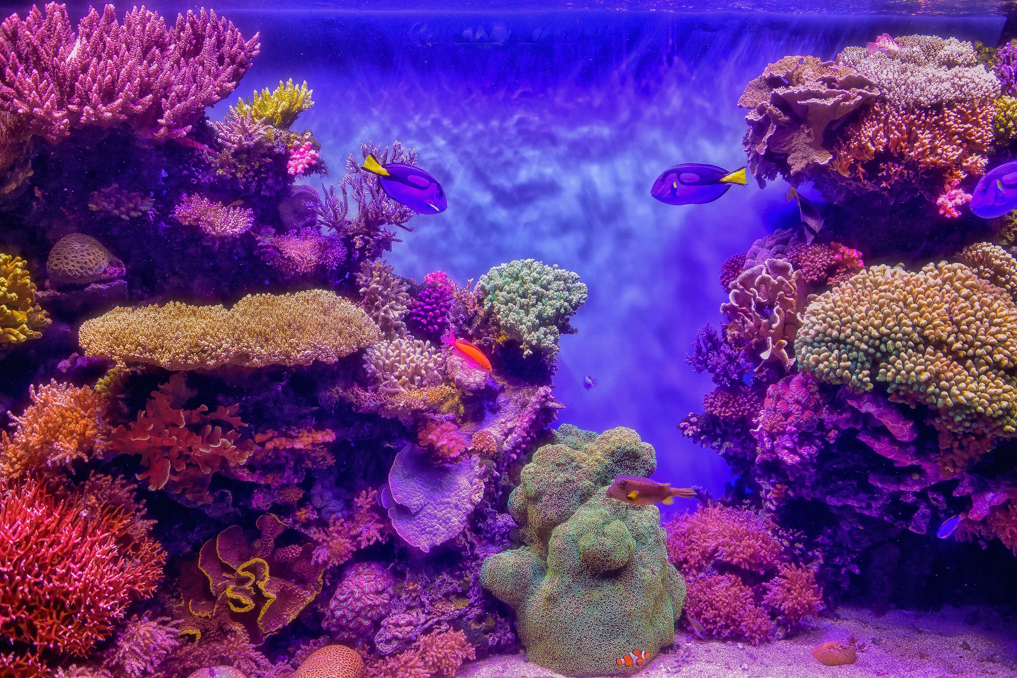 766090 скачать обои коралловый, растение, животные, земля, рыба, подводный - заставки и картинки бесплатно