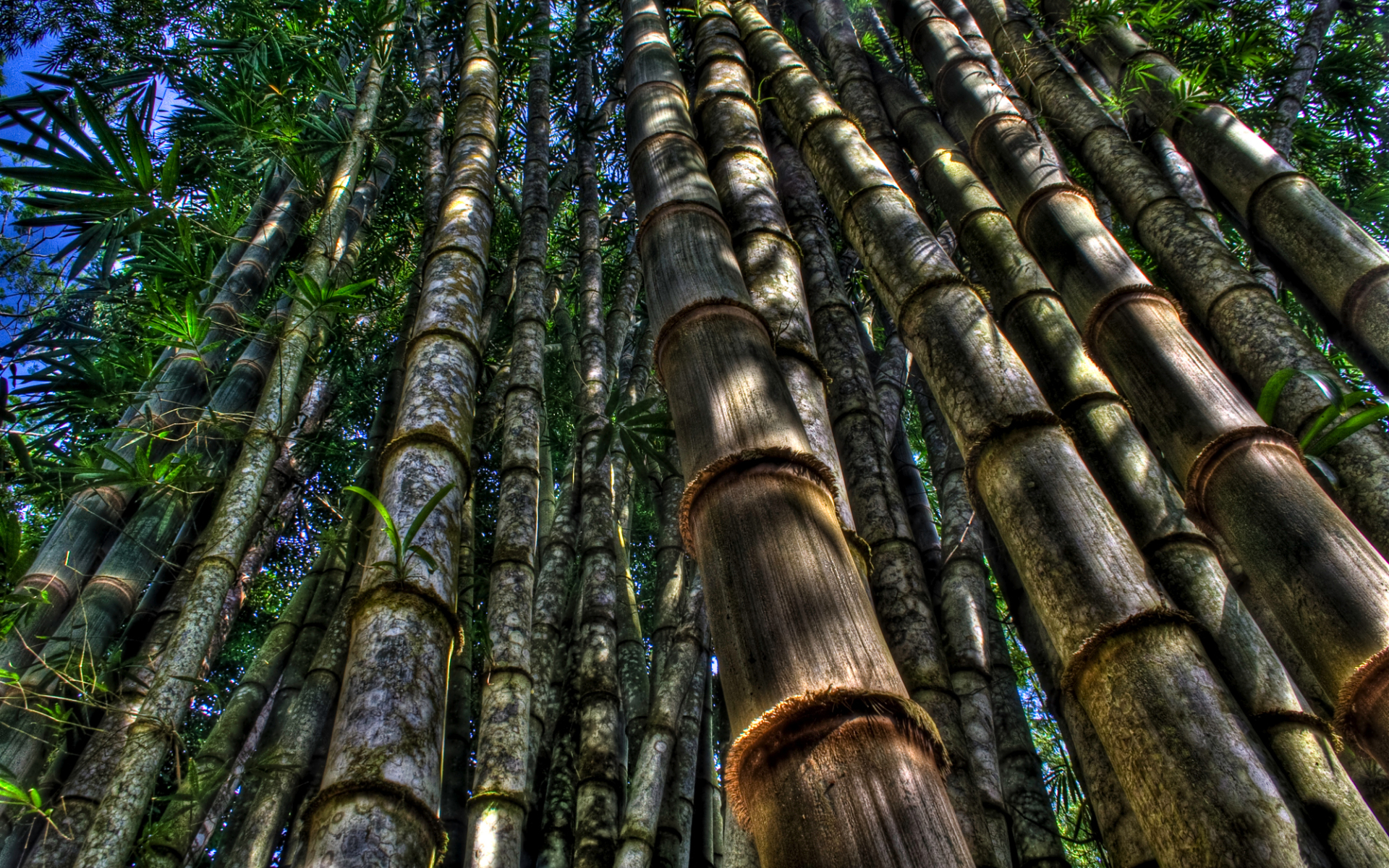 Бамбуковый лес животные