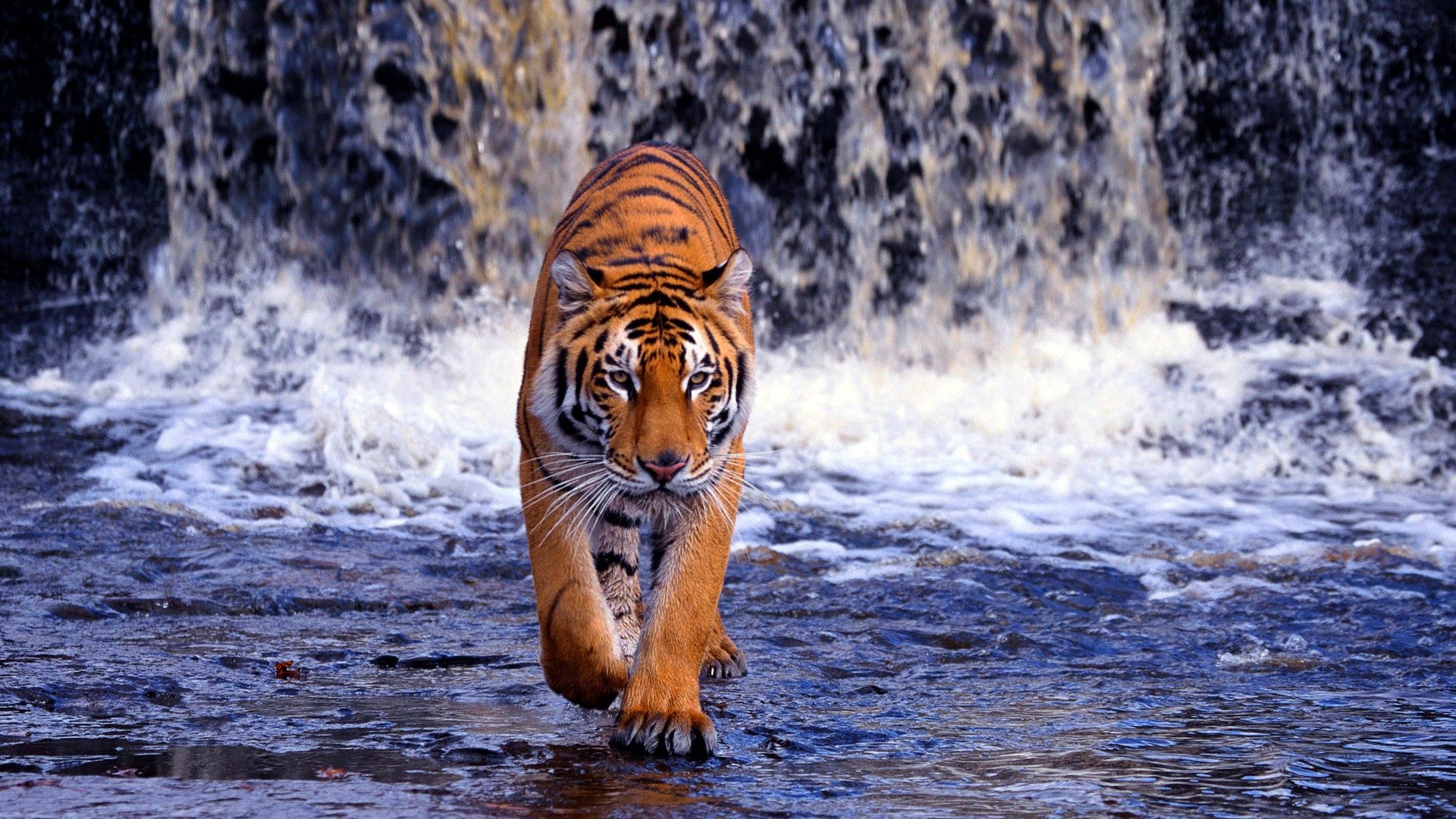 77289 скачать обои тигр, большая кошка, худой, животные, водопад, прогулка - заставки и картинки бесплатно