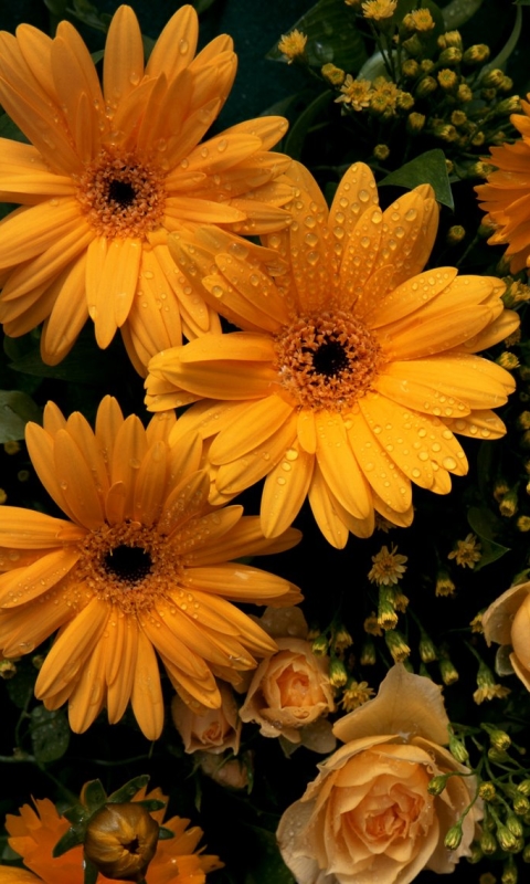 1121357 Bildschirmschoner und Hintergrundbilder Blumen auf Ihrem Telefon. Laden Sie  Bilder kostenlos herunter