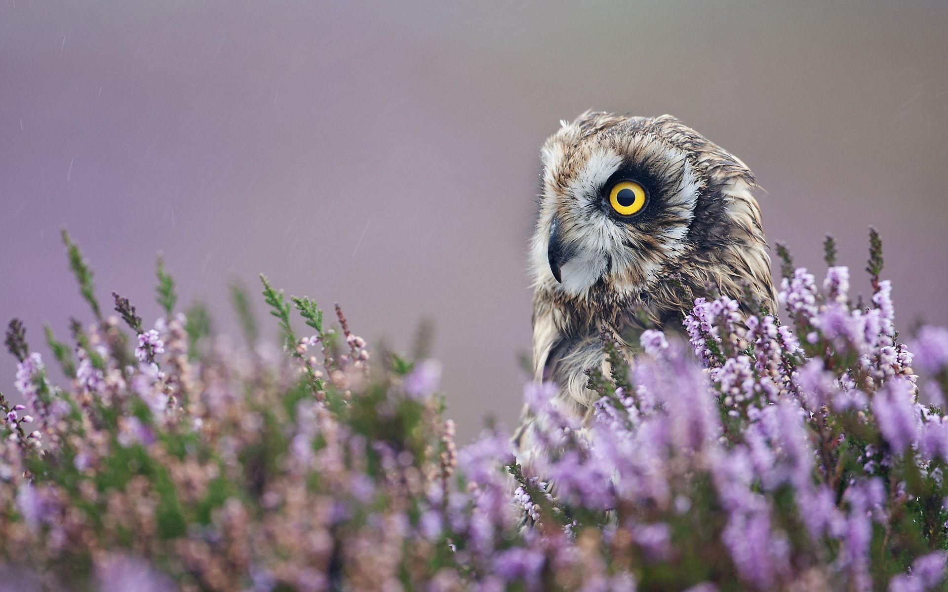 lavender, owl, animals, flowers, bird, profile wallpaper for mobile