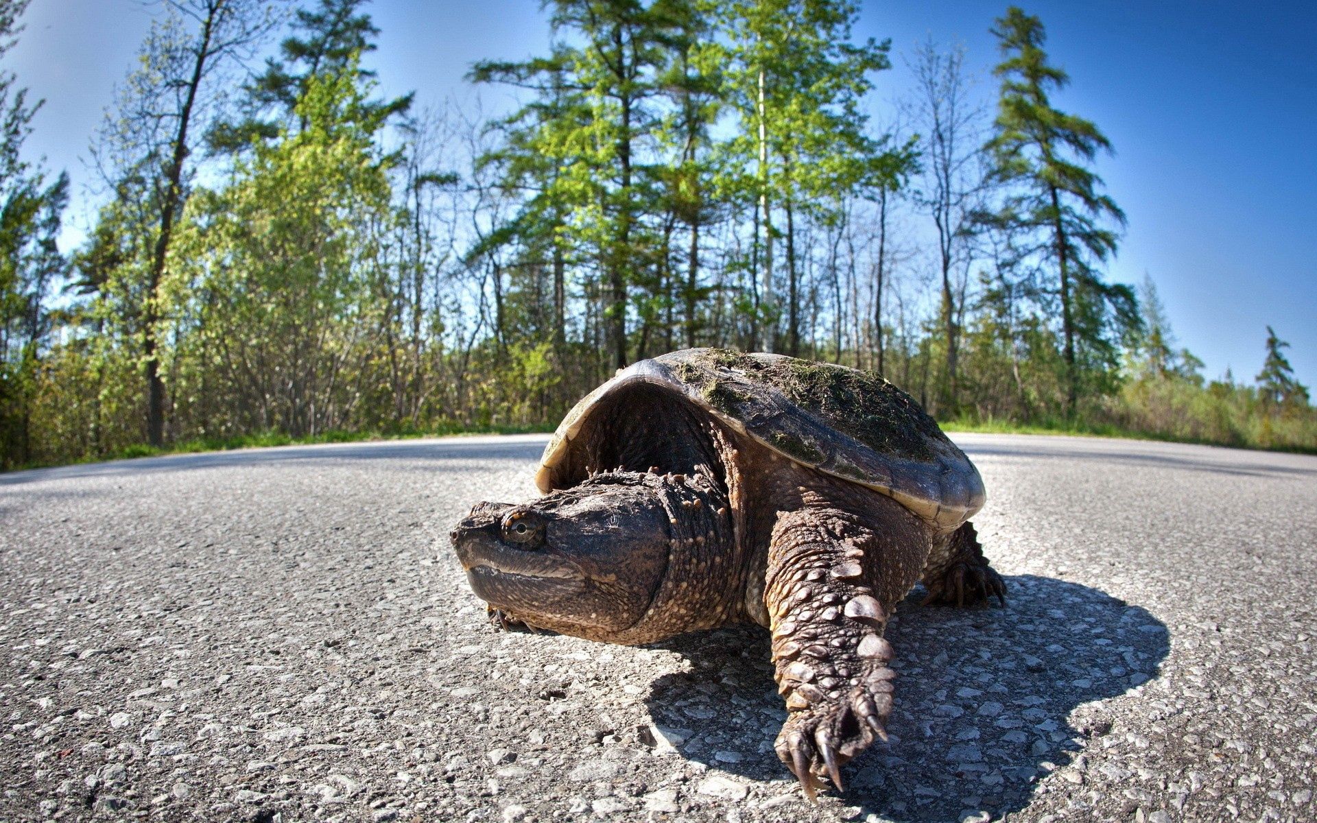 Download mobile wallpaper Road, Animals, Stroll, Carapace, Shell, Trees, Turtle for free.