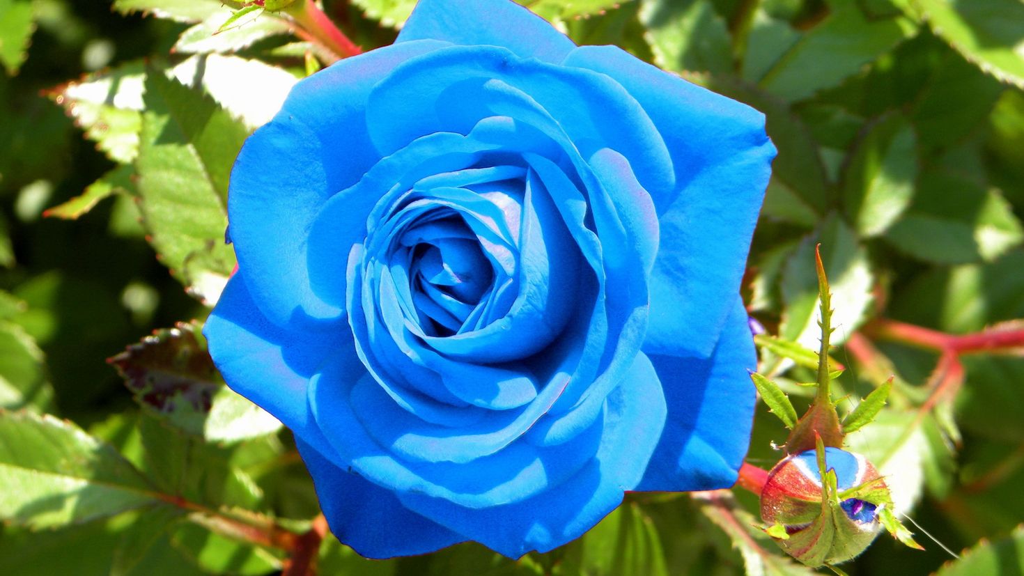 Голубой сад розы