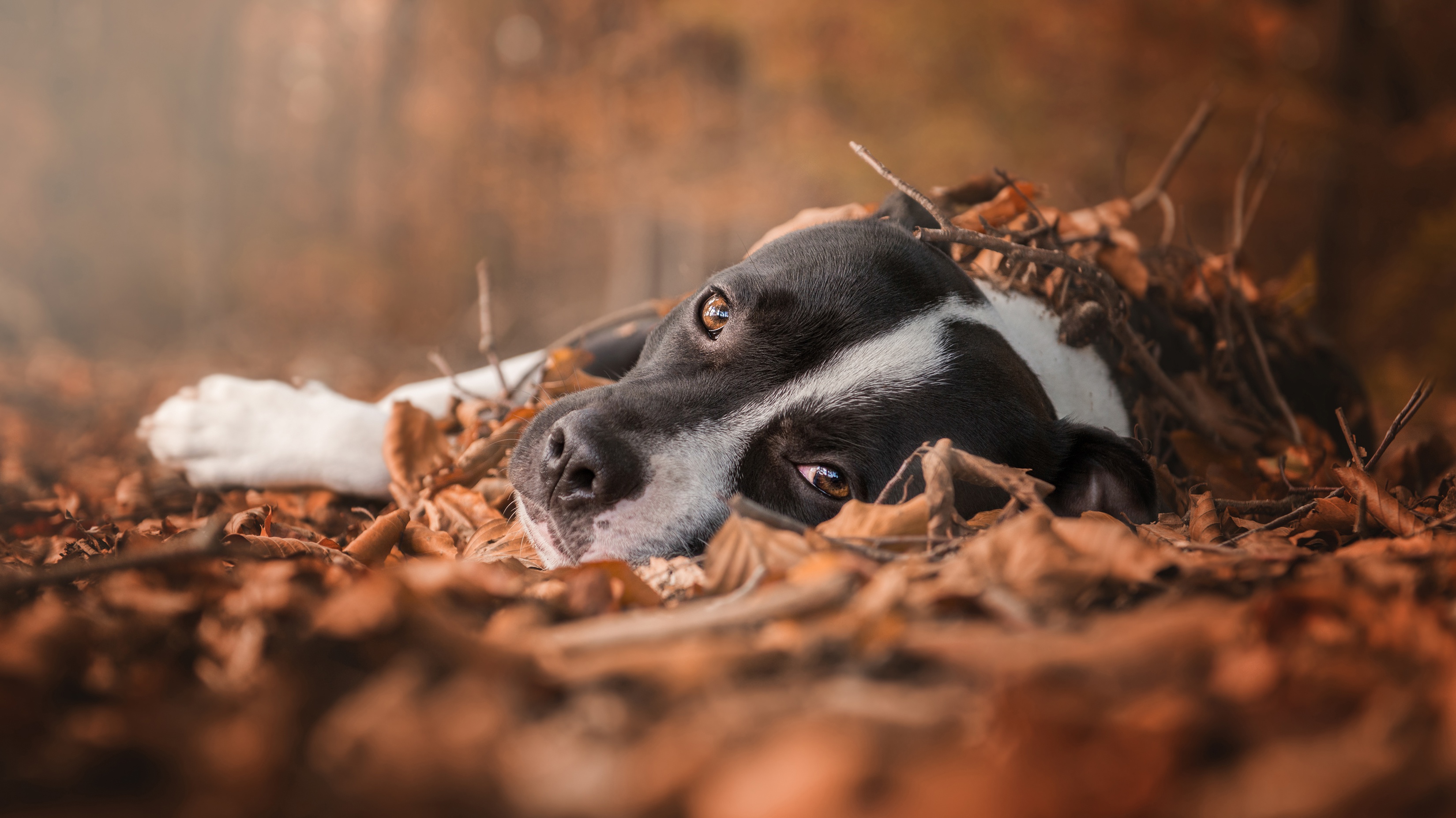 animal, bull terrier, depth of field, dog, fall, leaf, muzzle, stare, dogs
