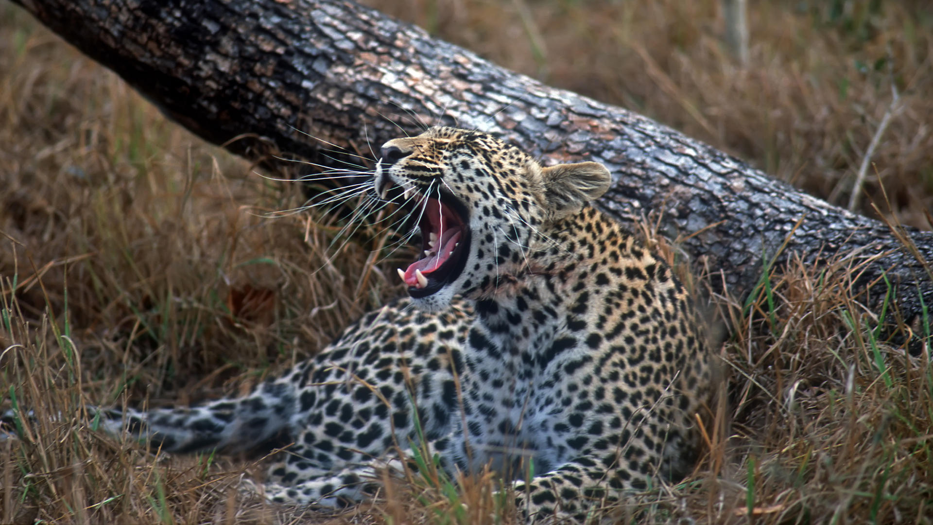 Full HD Wallpaper animal, leopard, cats