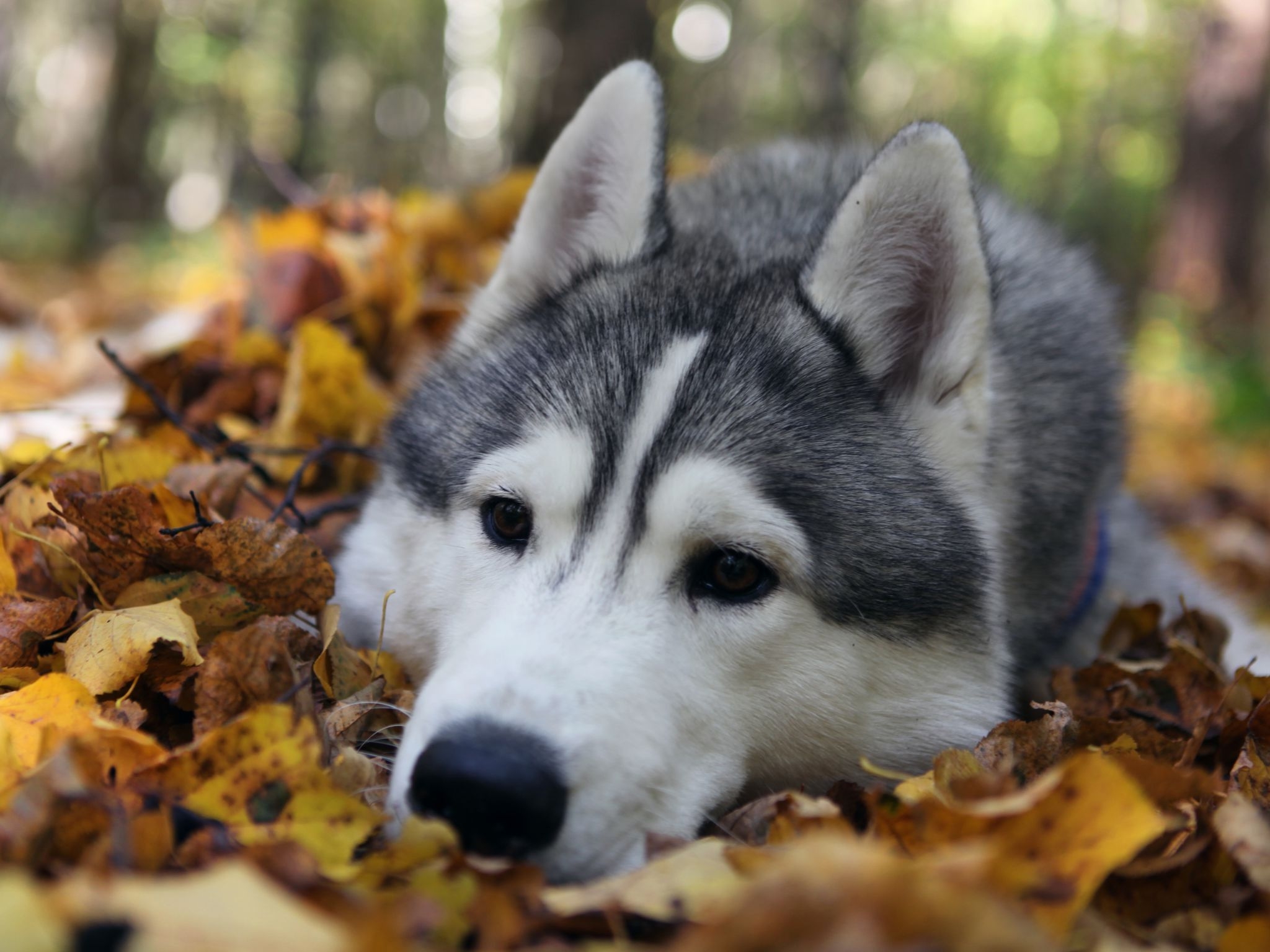 Handy-Wallpaper Hund, Schnauze, Tiere, Grass, Laub kostenlos herunterladen.