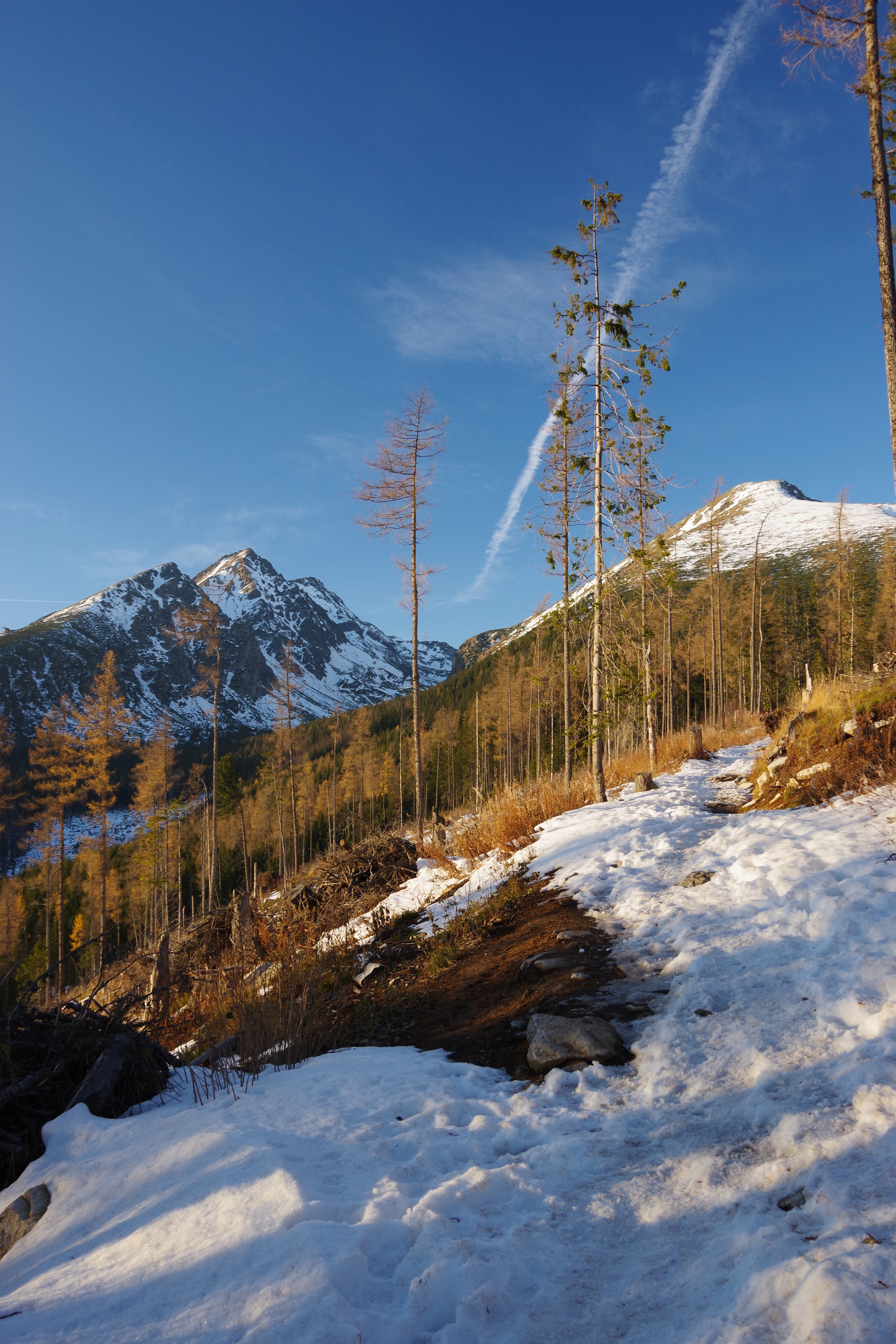 Скачати мобільні шпалери Сніг, Гора, Природа, Дерева, Зима безкоштовно.