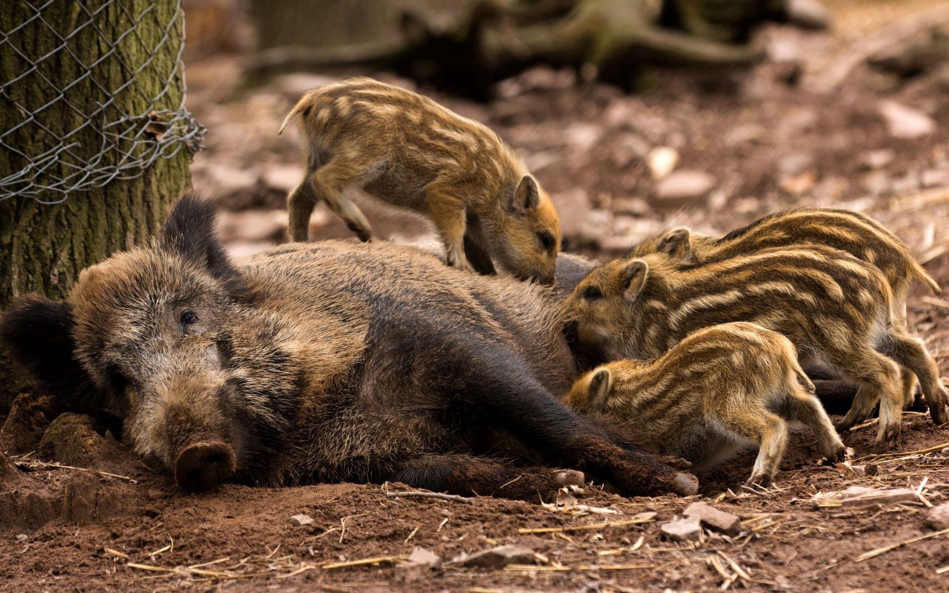 animals, forest, young, care, cubs, there is, eat, boar, kabanikha, kabaniha