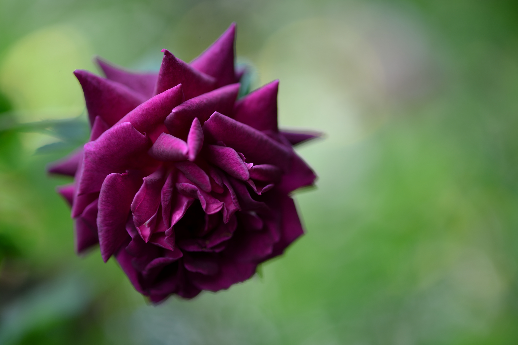 Бордово фиолетовые розы