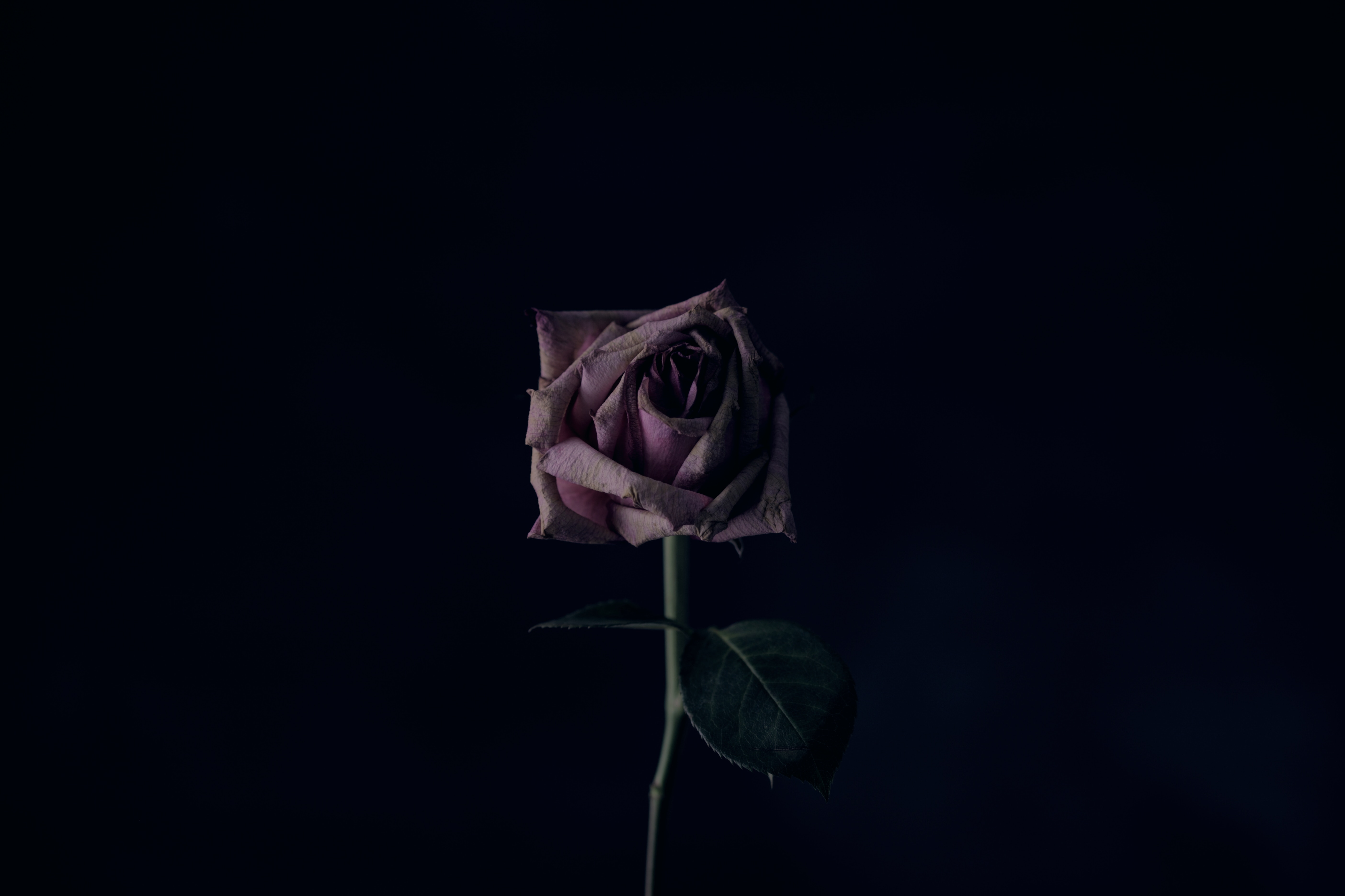 black background, dark, flower, rose flower, rose, bud cellphone