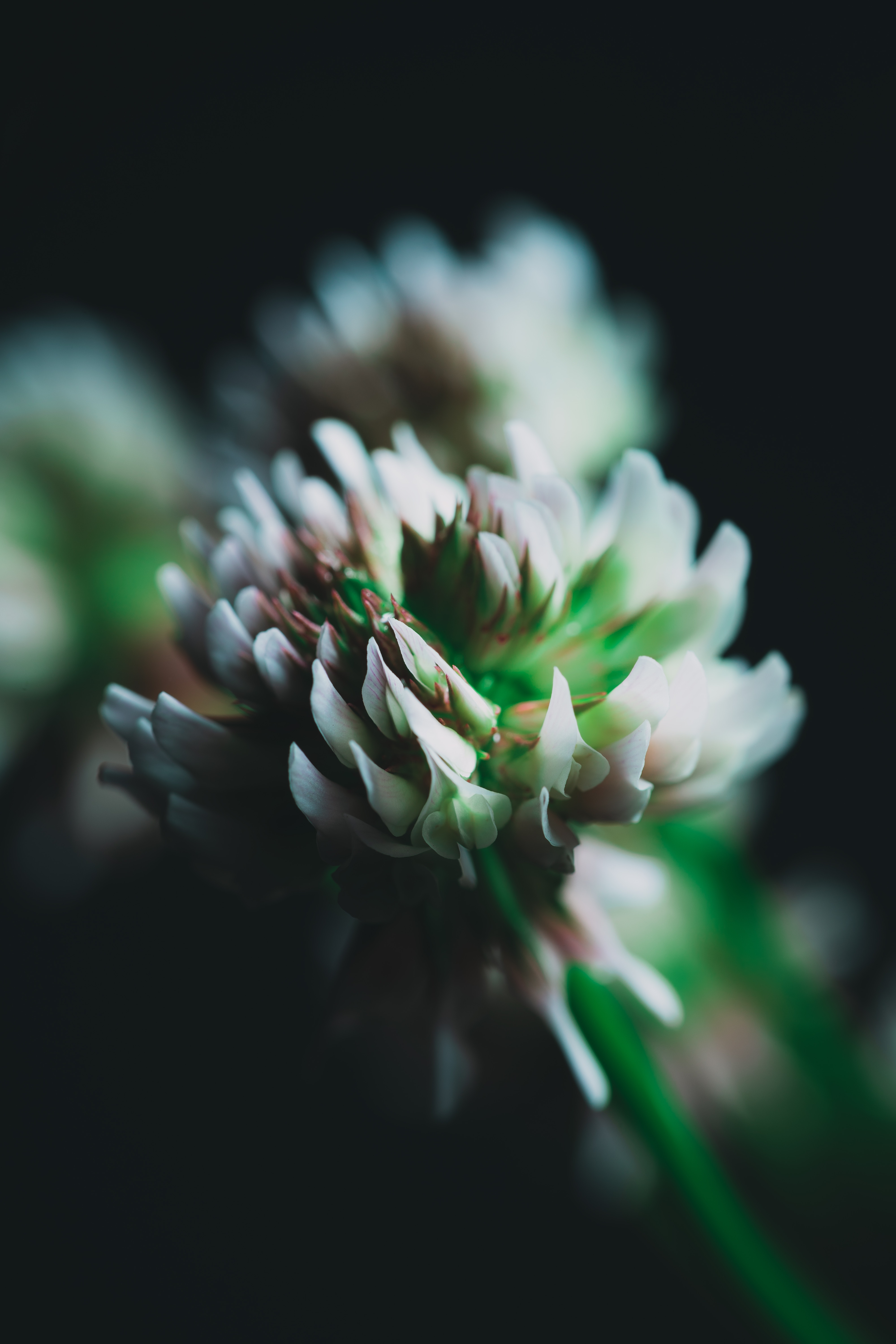 flower, macro, close up, clover, inflorescence
