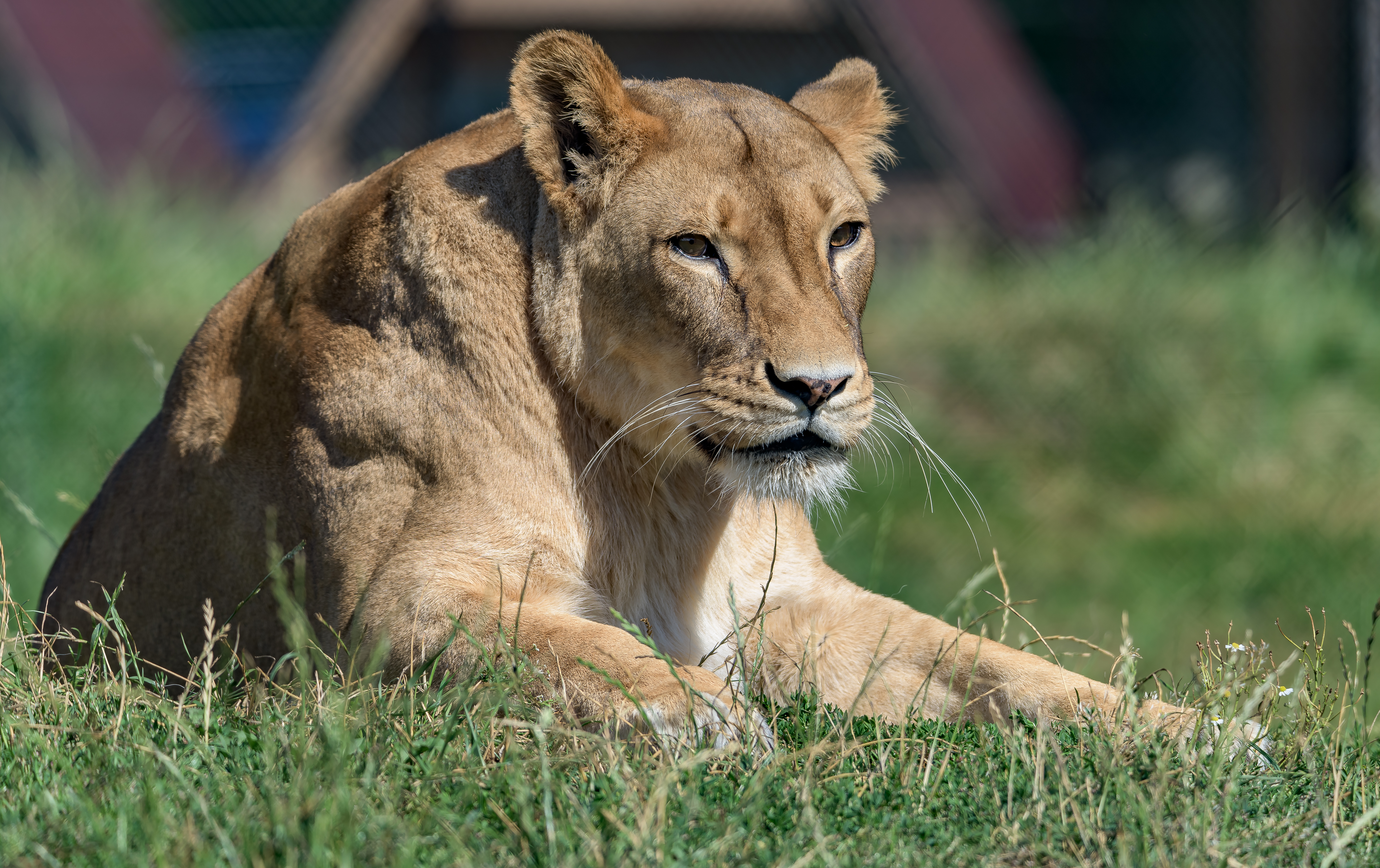 Download mobile wallpaper Sight, Opinion, Predator, Animals, Big Cat, Wildlife, Lioness for free.