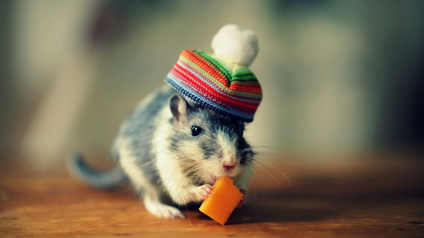 Рабочая мышь. Хомячок в шапочке. Милые хомячки. Мышь. Красивая мышка.