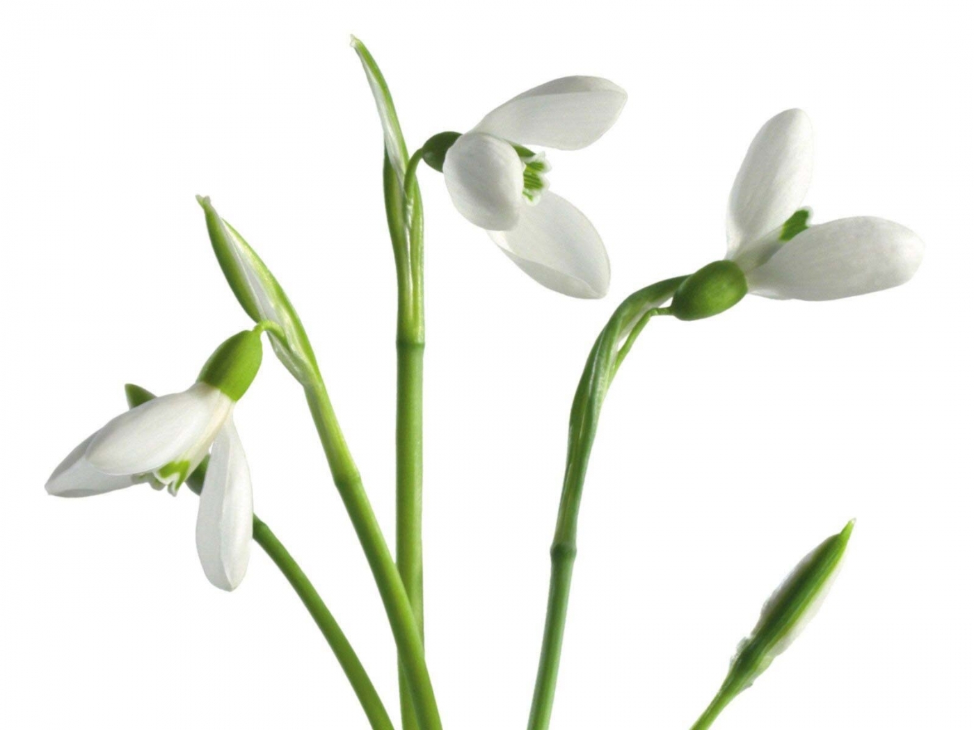 plants, flowers, snowdrops, white 2160p