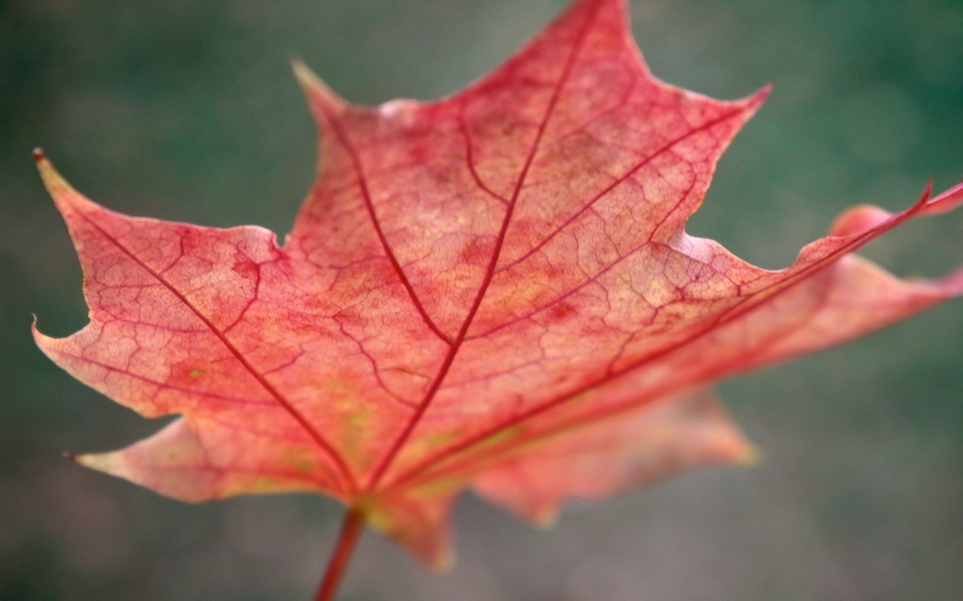 nature, autumn, sheet, leaf, maple