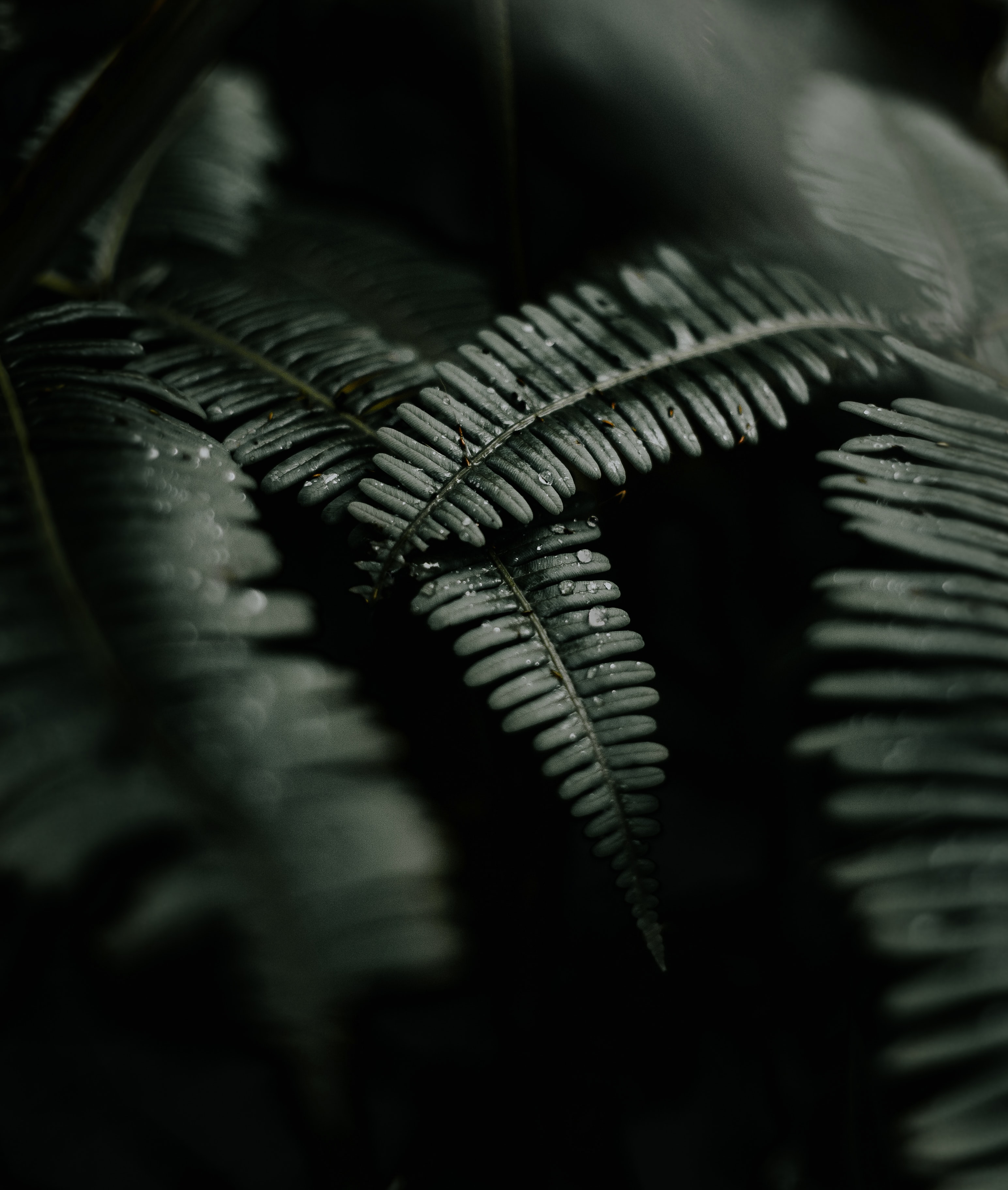 fern, nature, leaves, drops, dark Desktop Wallpaper