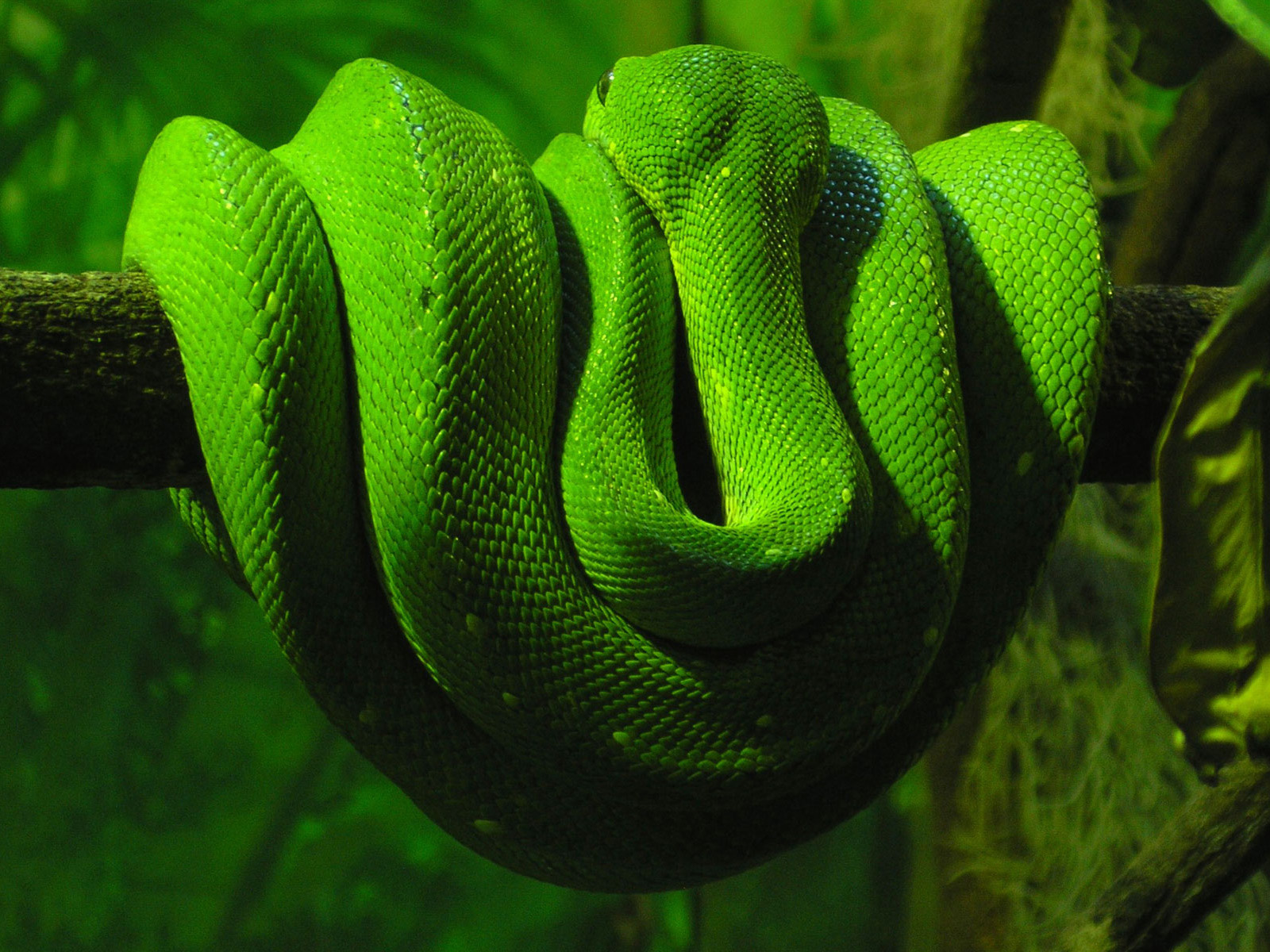 Змея 1 часть. Змея Аспид зеленый. Зеленый полоз. Грин Снейк. Изумрудный питон.