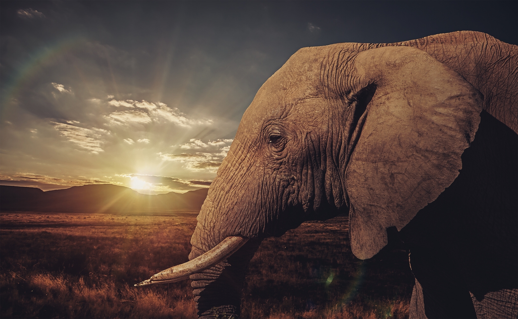animal, african bush elephant, savannah, sunset, elephants