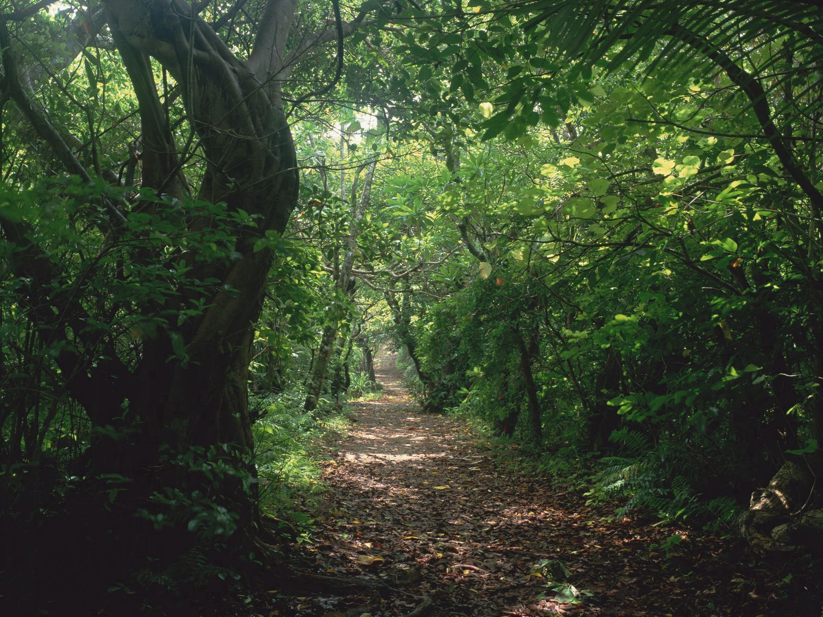 Download mobile wallpaper Jungle, Trees, Trail, Nature, Path for free.