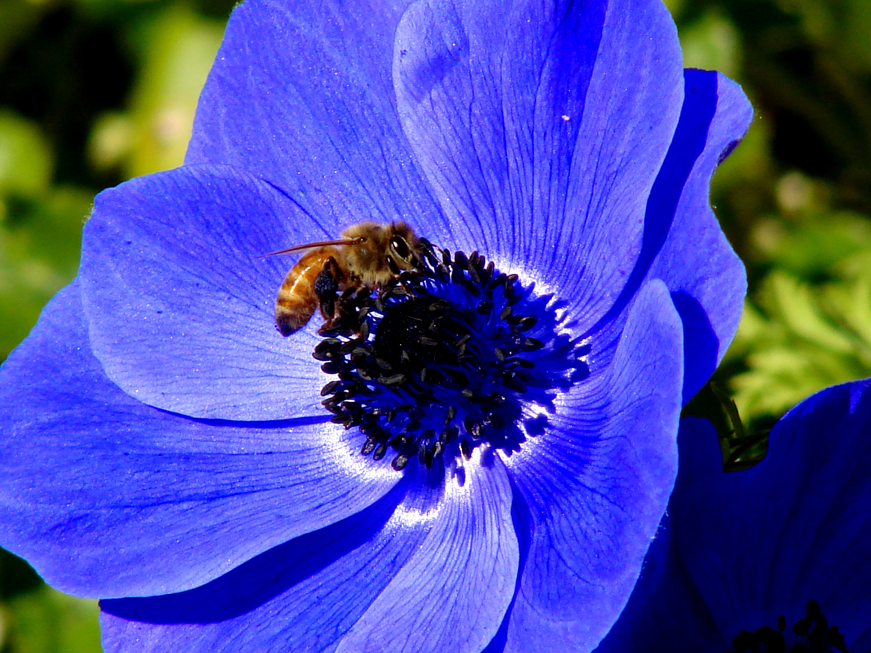 Download mobile wallpaper Macro, Bee, Nature, Flower for free.