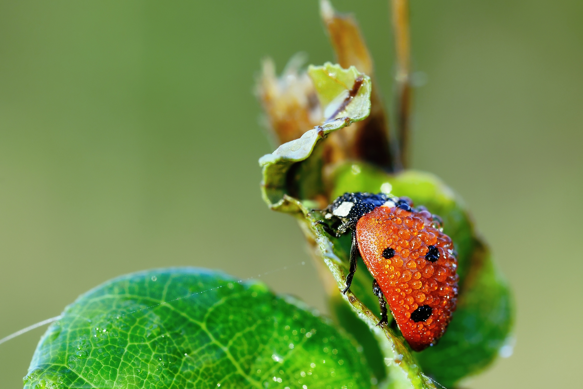 Laden Sie das Nass, Ladybird, Tau, Feucht, Makro, Grass, Drops, Marienkäfer-Bild kostenlos auf Ihren PC-Desktop herunter
