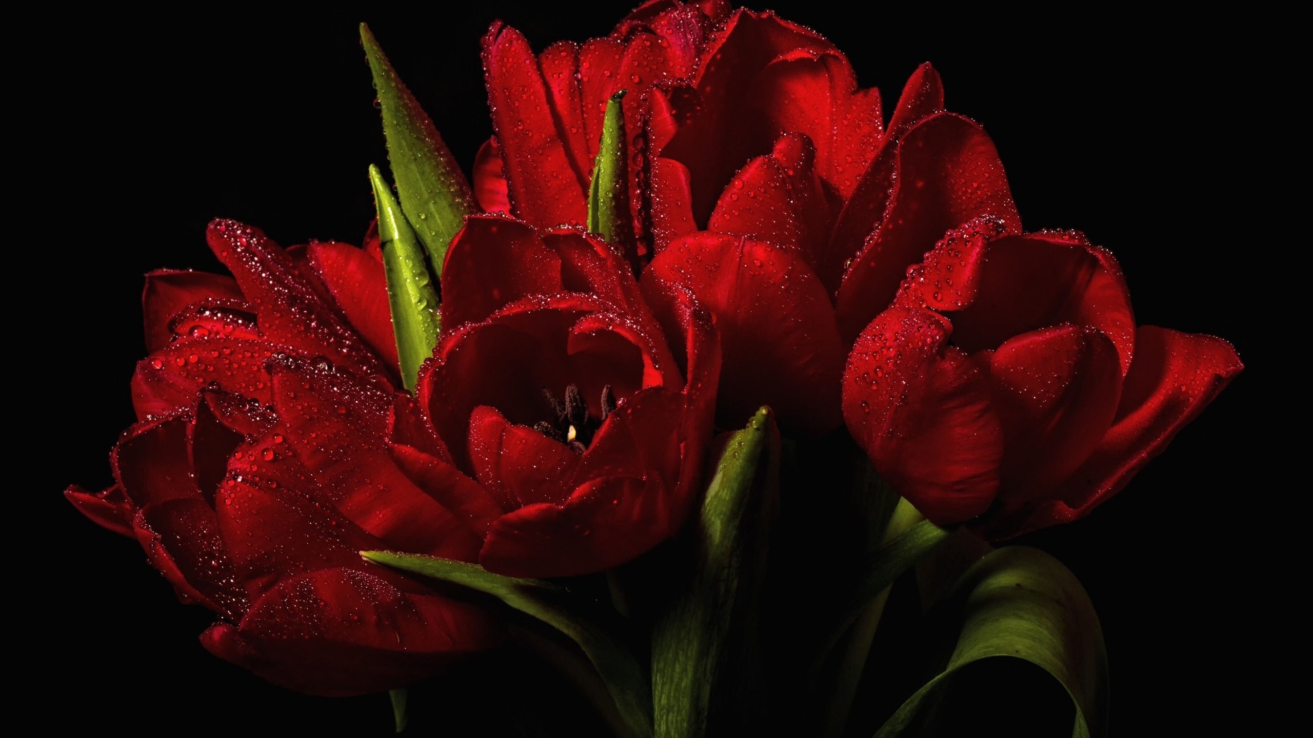 картинки розы тюльпаны