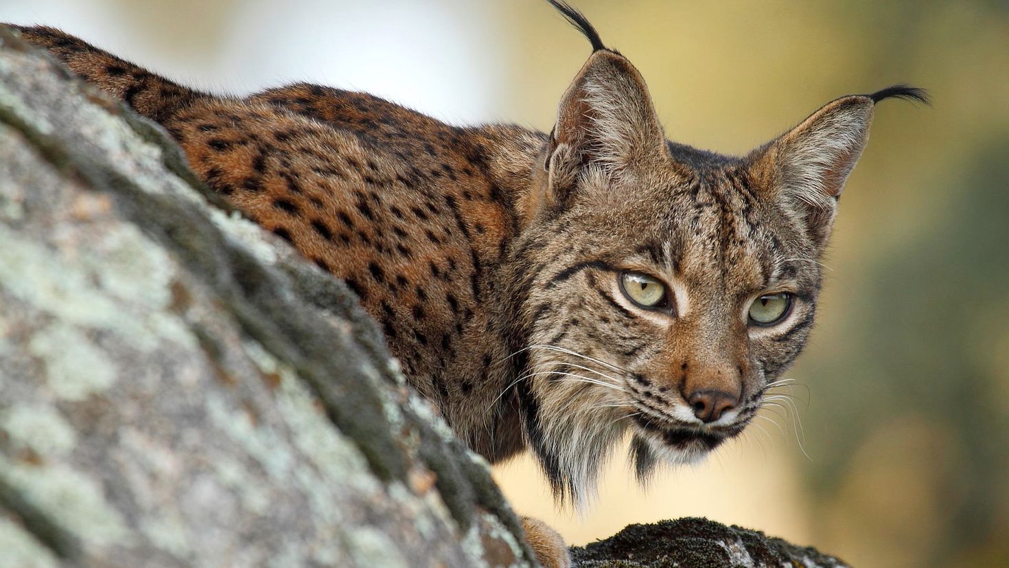 Рысь значение. Lynx Рысь. Пиренейская и Иберийская Рысь. Иберийская (испанская) Рысь. Обыкновенная Рысь Lynx Lynx.