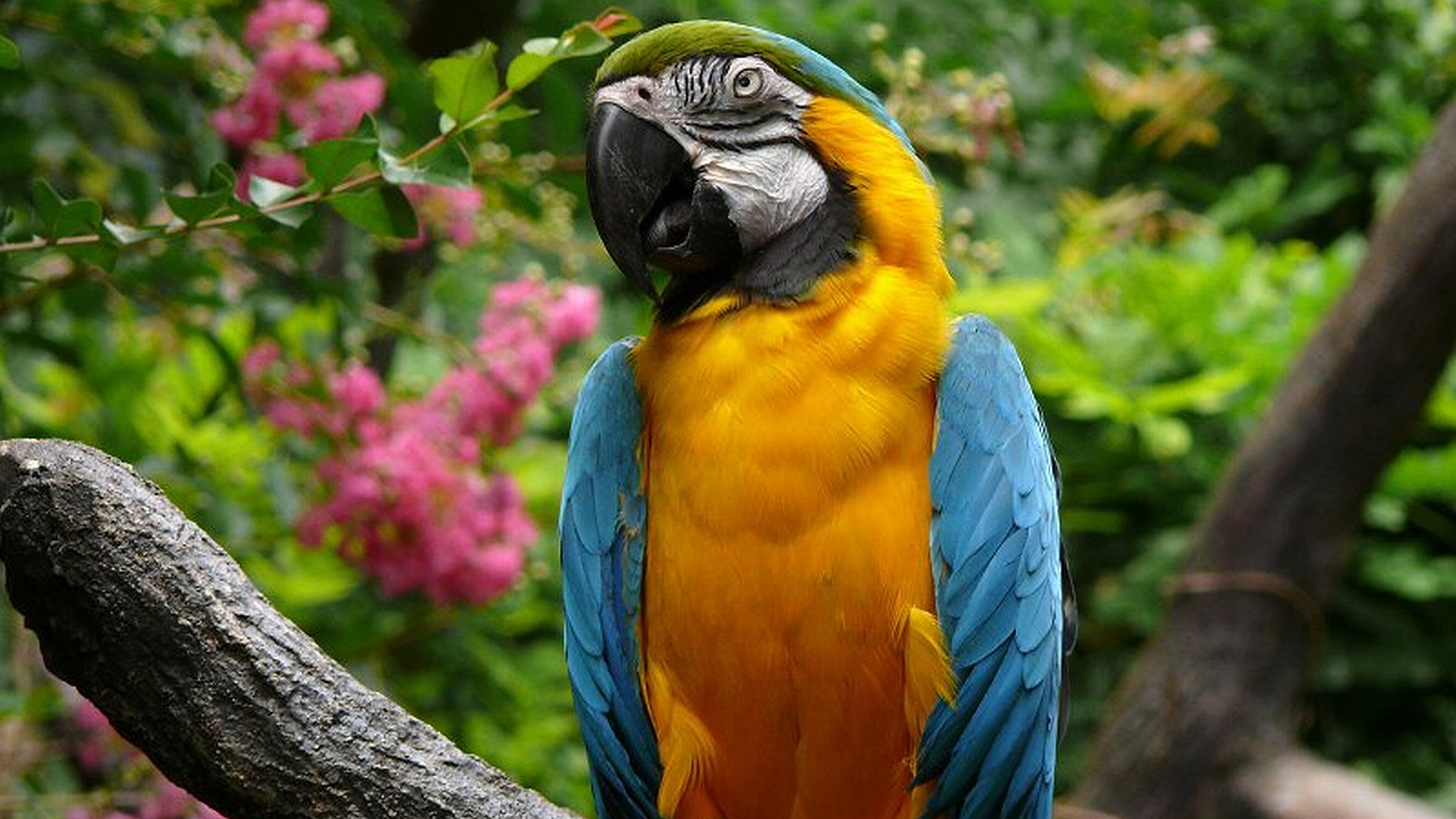 animal, blue and yellow macaw, birds for android
