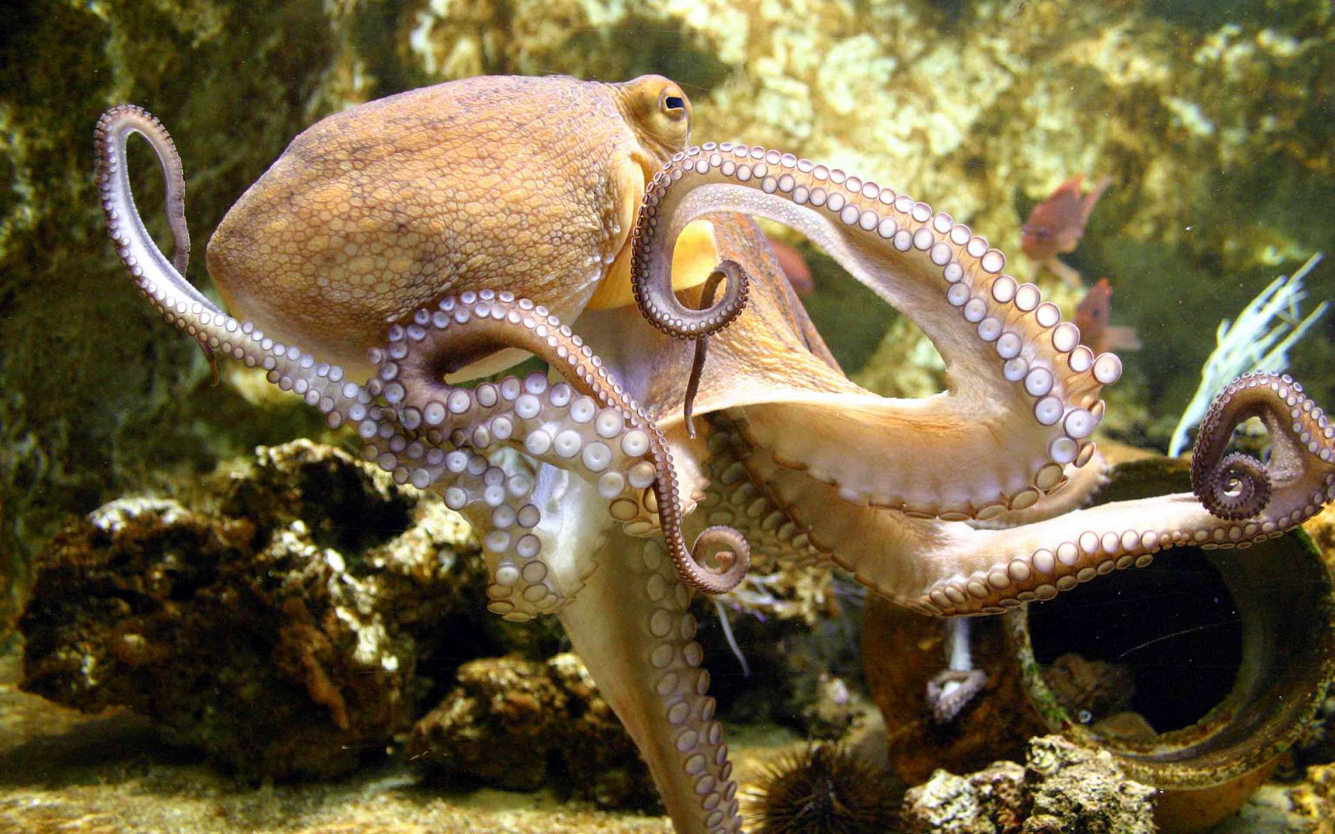 octopus, animal HD wallpaper