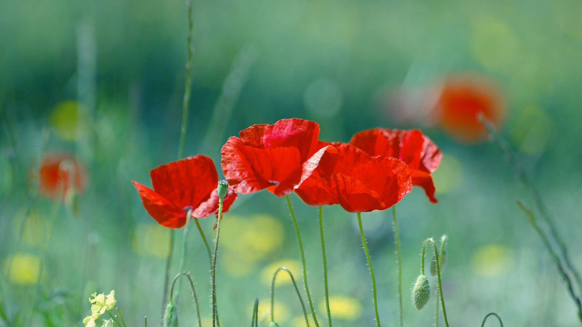 Download mobile wallpaper Stalk, Stem, Flowers, Poppies for free.