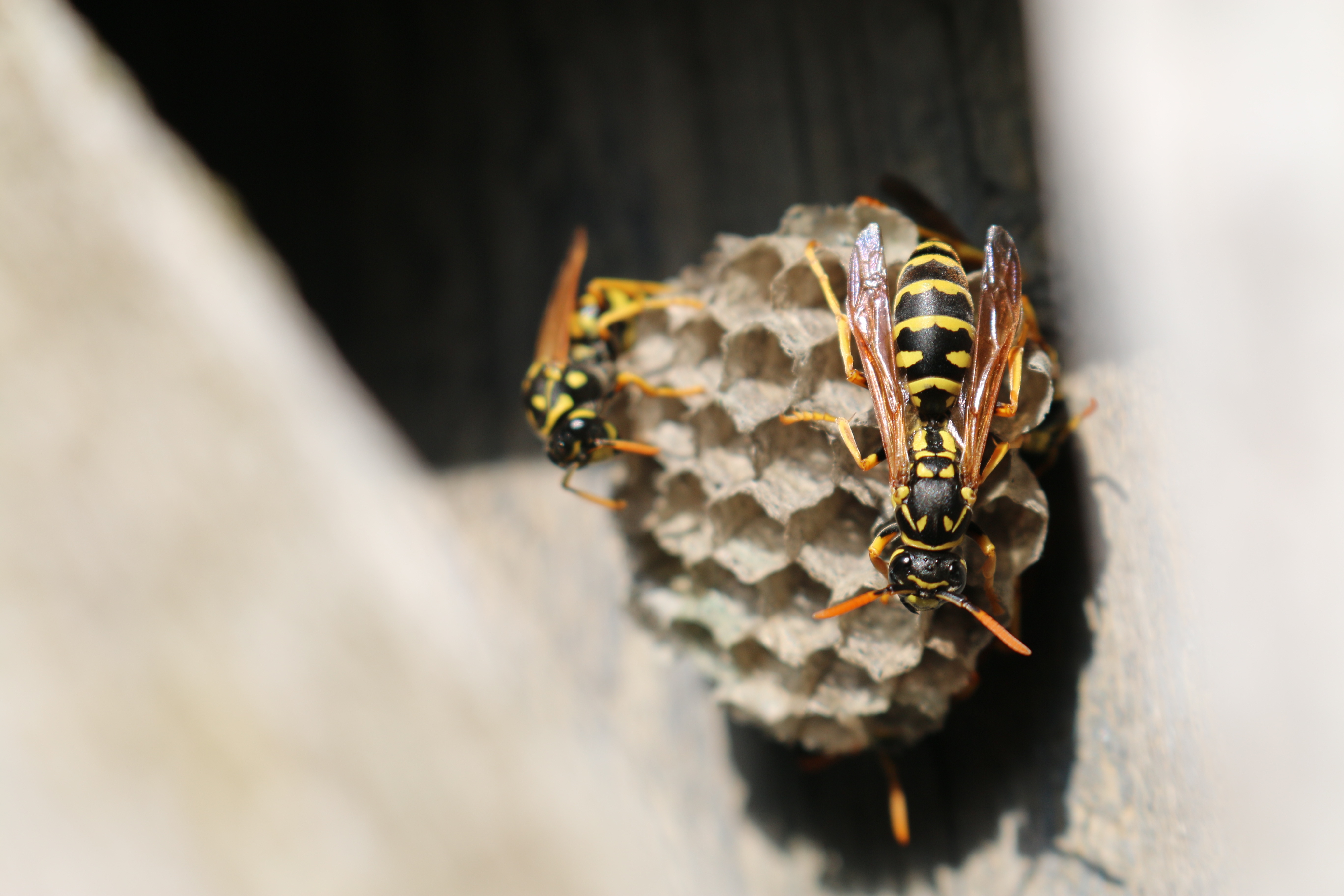 close up, macro, wasp, hive, beehive