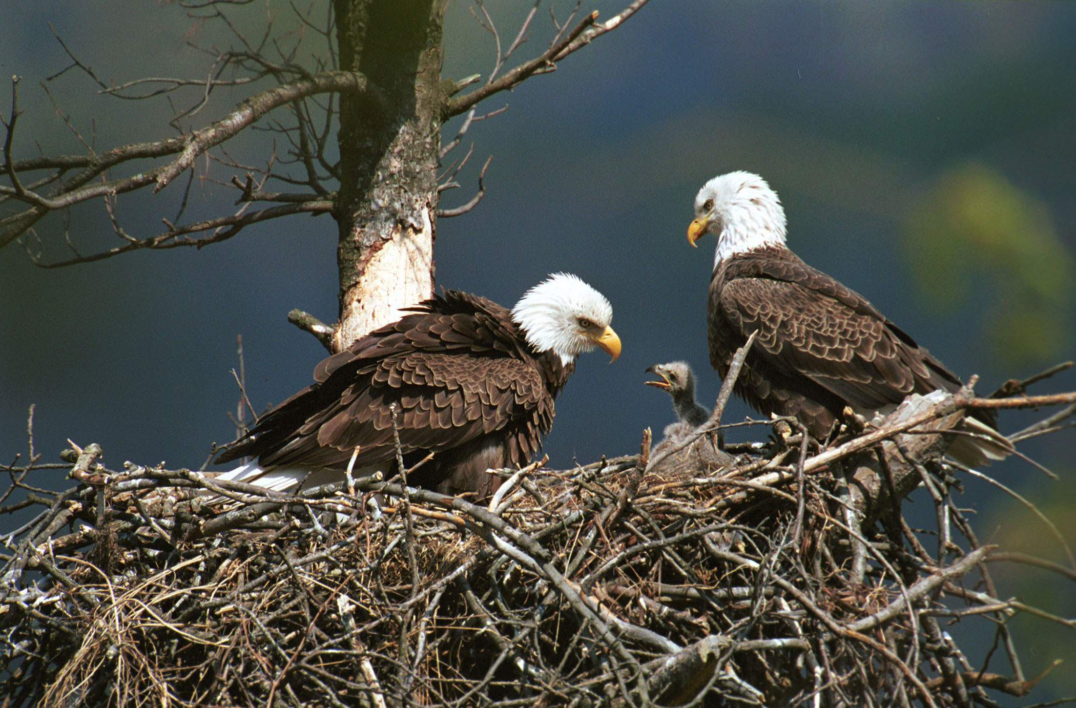 eagle, animal, nest, birds Phone Background