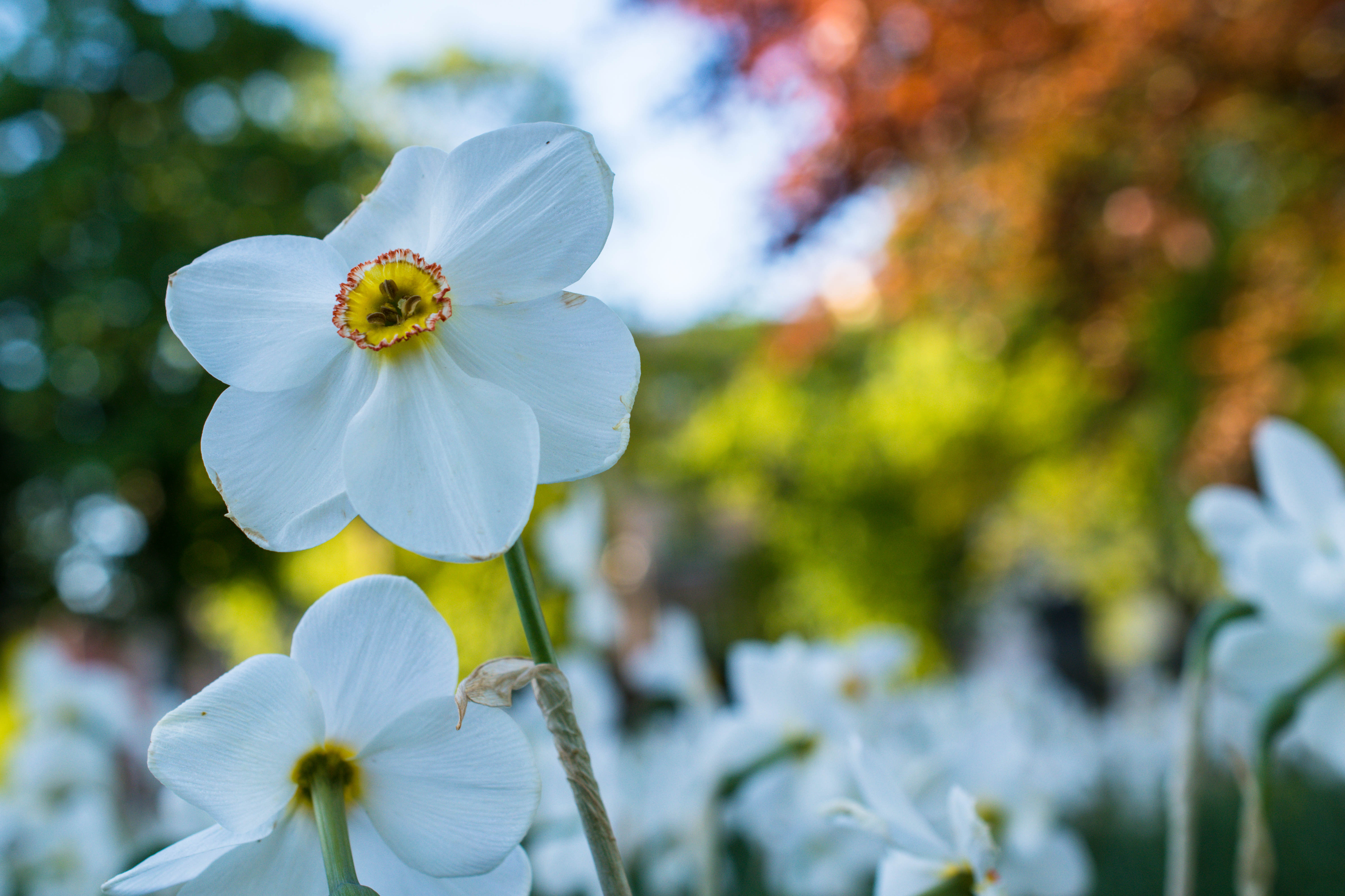 Free download wallpaper Flowers, Flower, Narcissus, Petals on your PC desktop