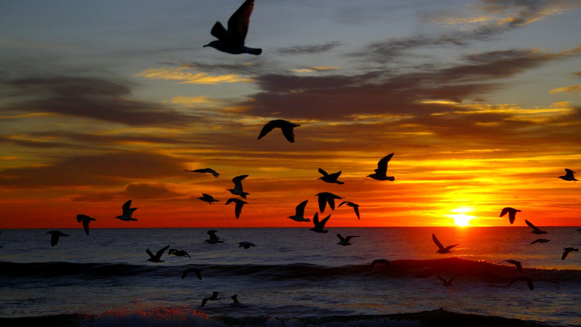 855111 скачать картинку стая птиц, небо, море, земля/природа, закат солнца, летающий, горизонт, океан, чайки, силуэт, солнце - обои и заставки бесплатно