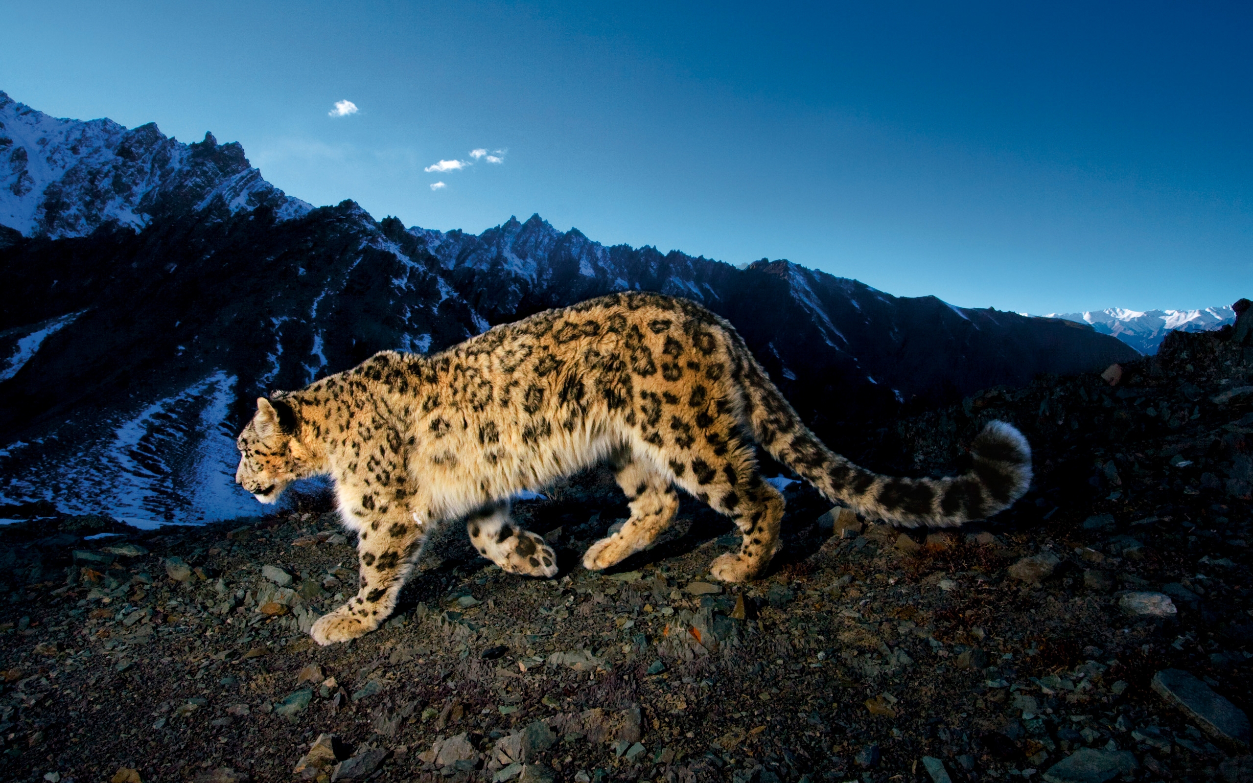 Téléchargez gratuitement l'image Snow Leopard, Animaux sur le bureau de votre PC