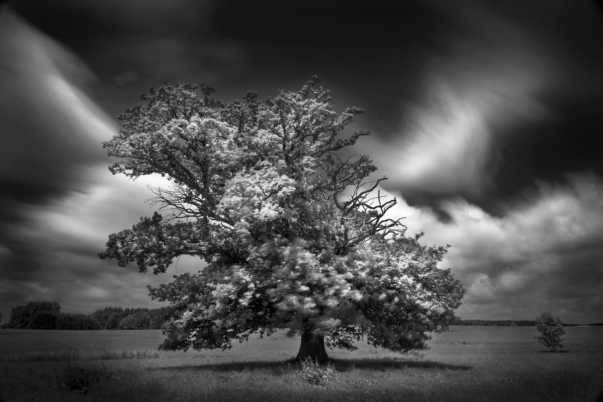 earth, oak tree, black & white, landscape, lonely tree, nature, oak, tree, trees Full HD