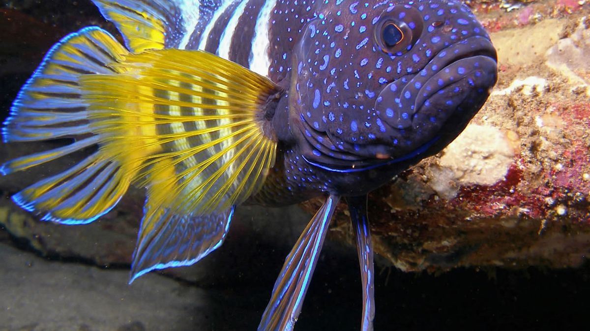 Аквариумная рыбка на букву т. Окара рыбки аквариумные. Голубоперый балистод. Экзотические рыбы. Красивые морские рыбы.